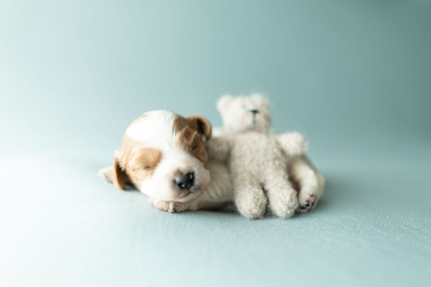 A tiny white puppy curled up sleeping in various relaxed poses on a light blue background.