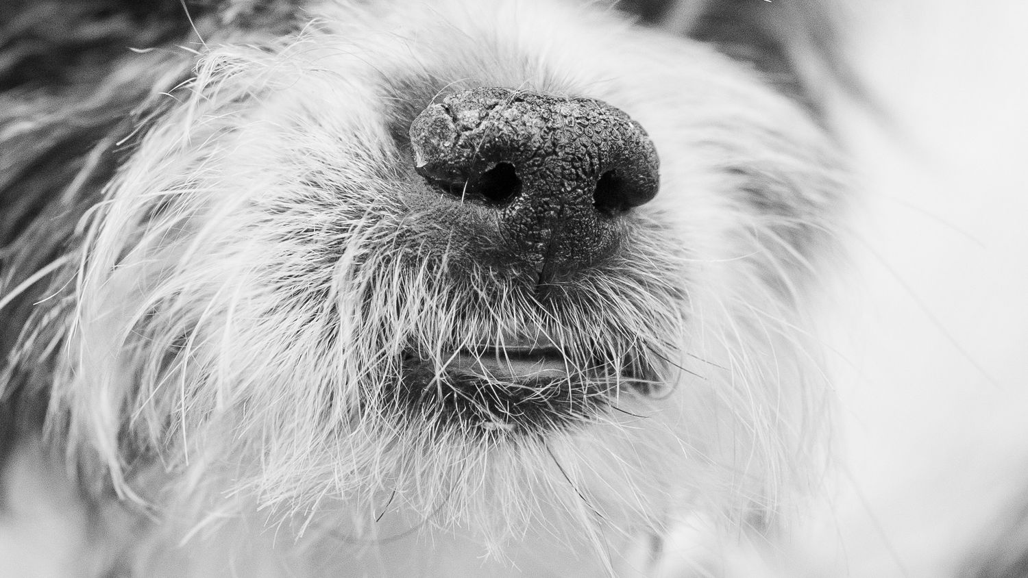 Black and white macro photograph of a white dog's wet nose and whiskers in extreme close-up detail.