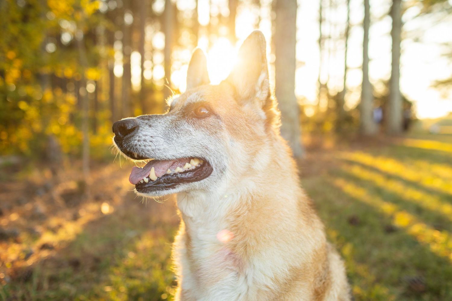 Golden sunlight streams through forest trees while a happy white dog sits among fallen autumn leaves.