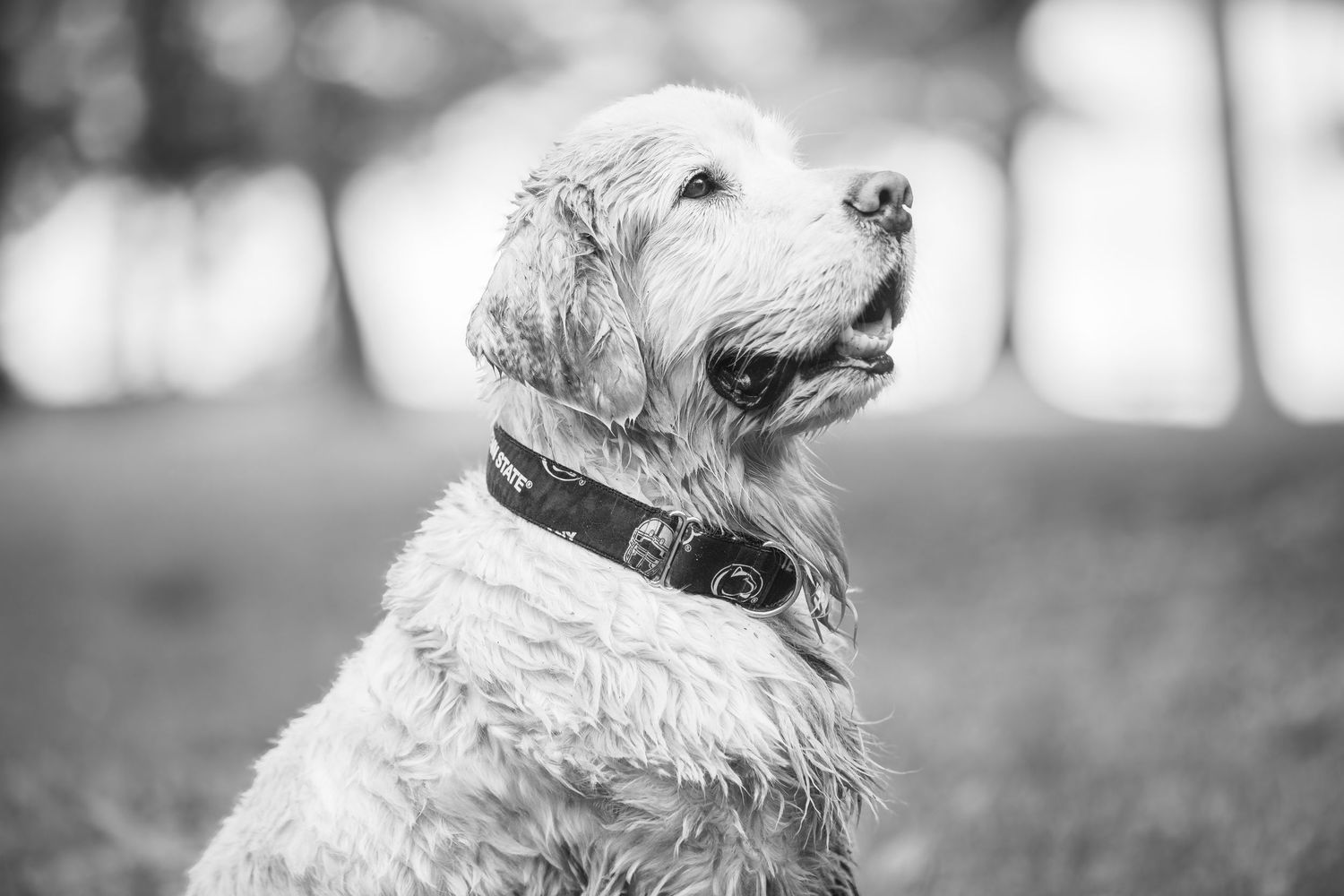 White fluffy westie dog barks while standing outdoors in a natural setting on a sunny day.