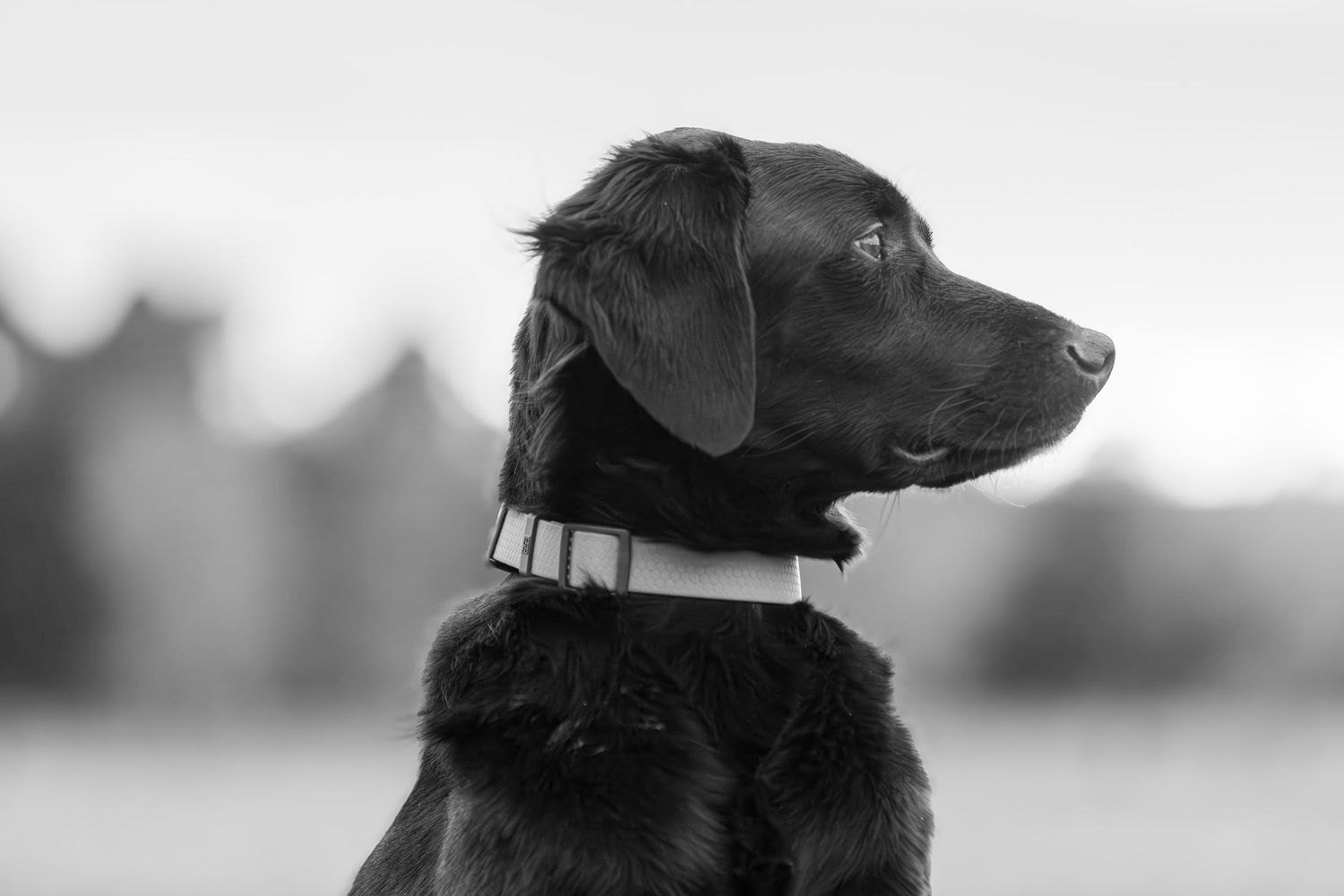 Profile view of a Black Labrador wearing a light-colored collar against a blurred background in monochrome.
