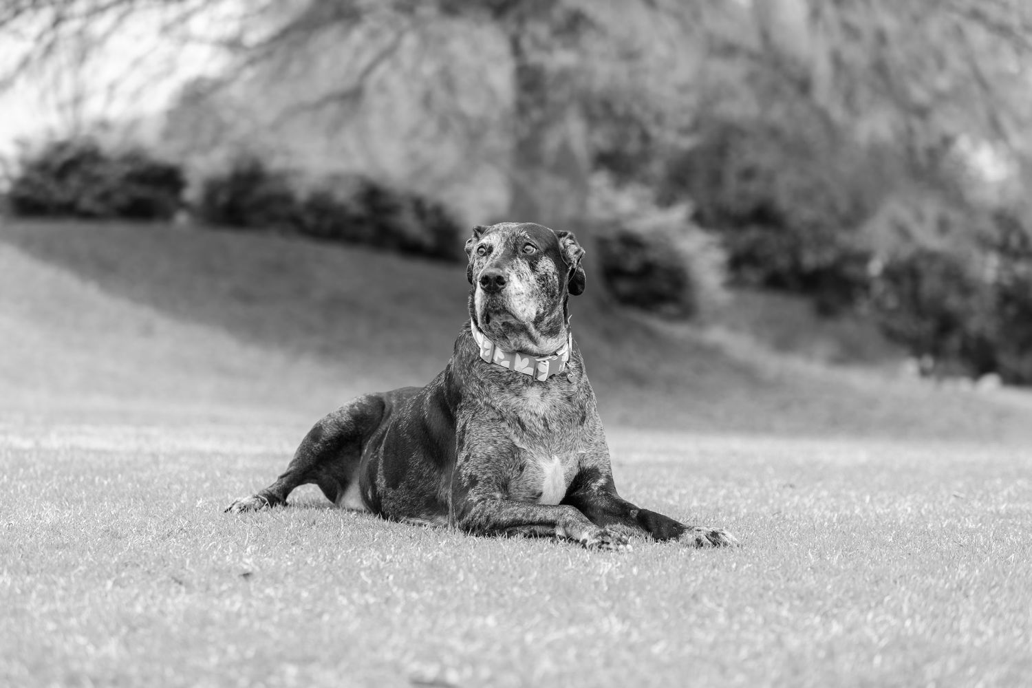 A black and white portrait of a Staffordshire Bull Terrier dog resting on grass with mountains in the background.