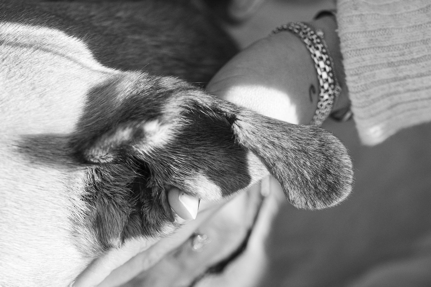 A black and white close-up photo shows a cat's face with whiskers and fur details in dramatic lighting.