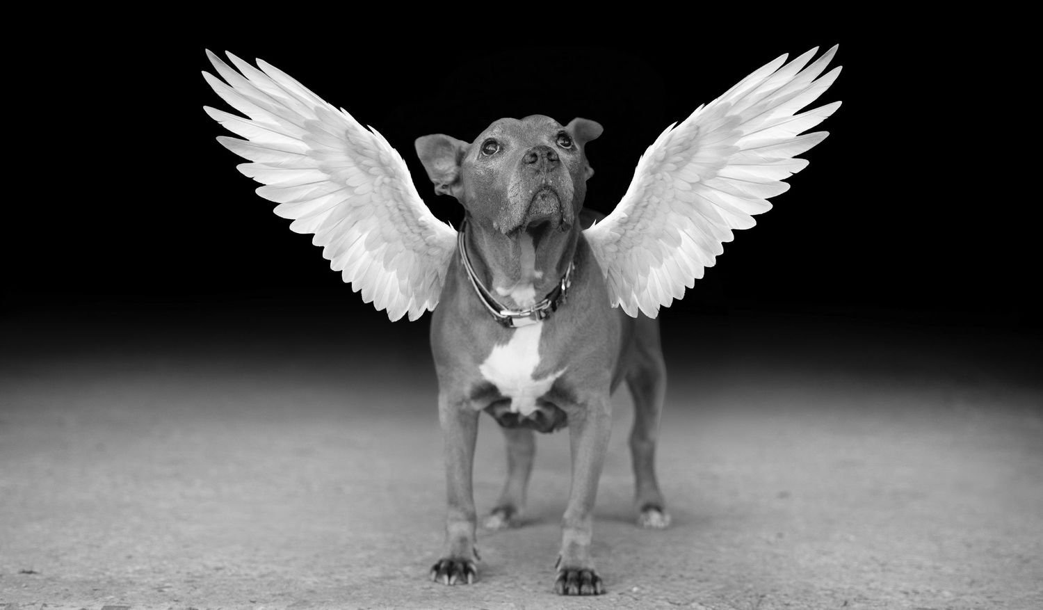 A majestic lion with white angel wings stands against a dark background in a surreal artistic composition.