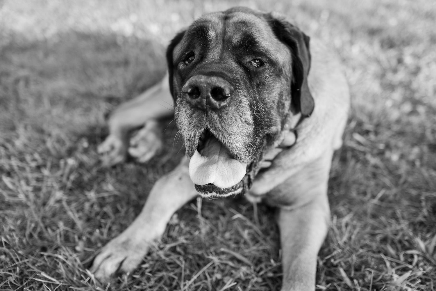 A black and white photo series showing close-up details of a large dog's face, paws, and body while resting outdoors.