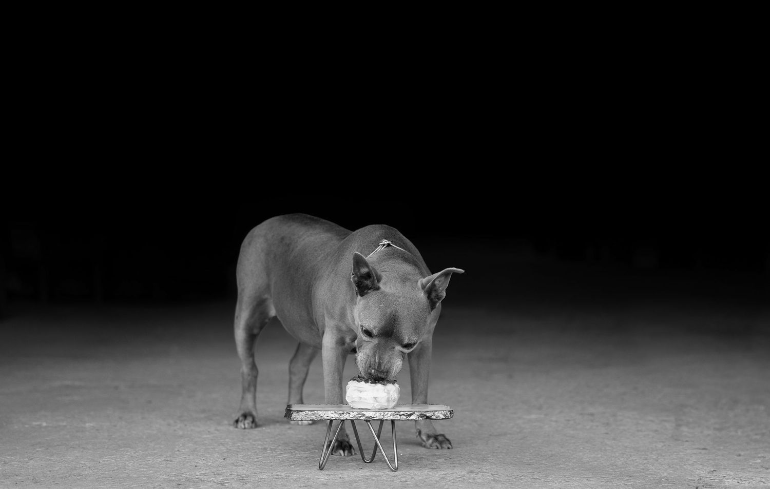 Nocturnal wildlife camera footage shows a fox and deer interacting in a moonlit field.