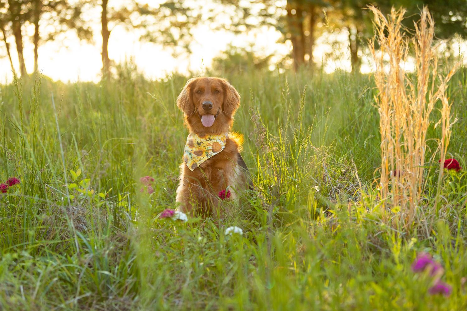 Golden retriever dog playing and running through tall grass and wildflowers in a sunny meadow at sunset.