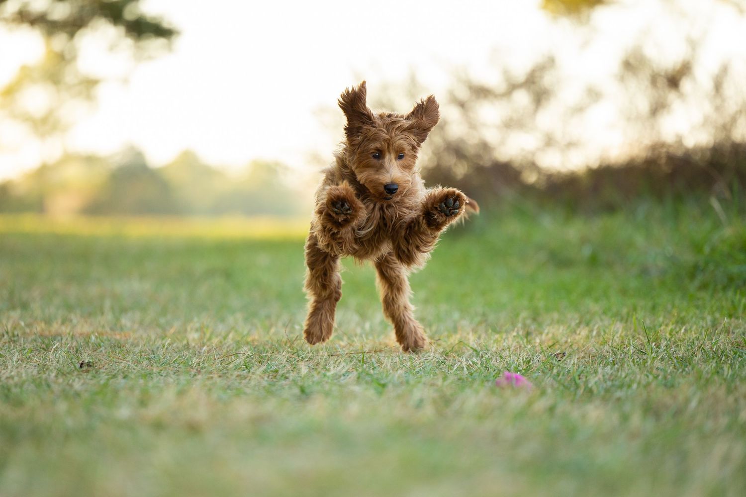 A brown poodle puppy leaps and plays joyfully in a grassy outdoor area during sunset.