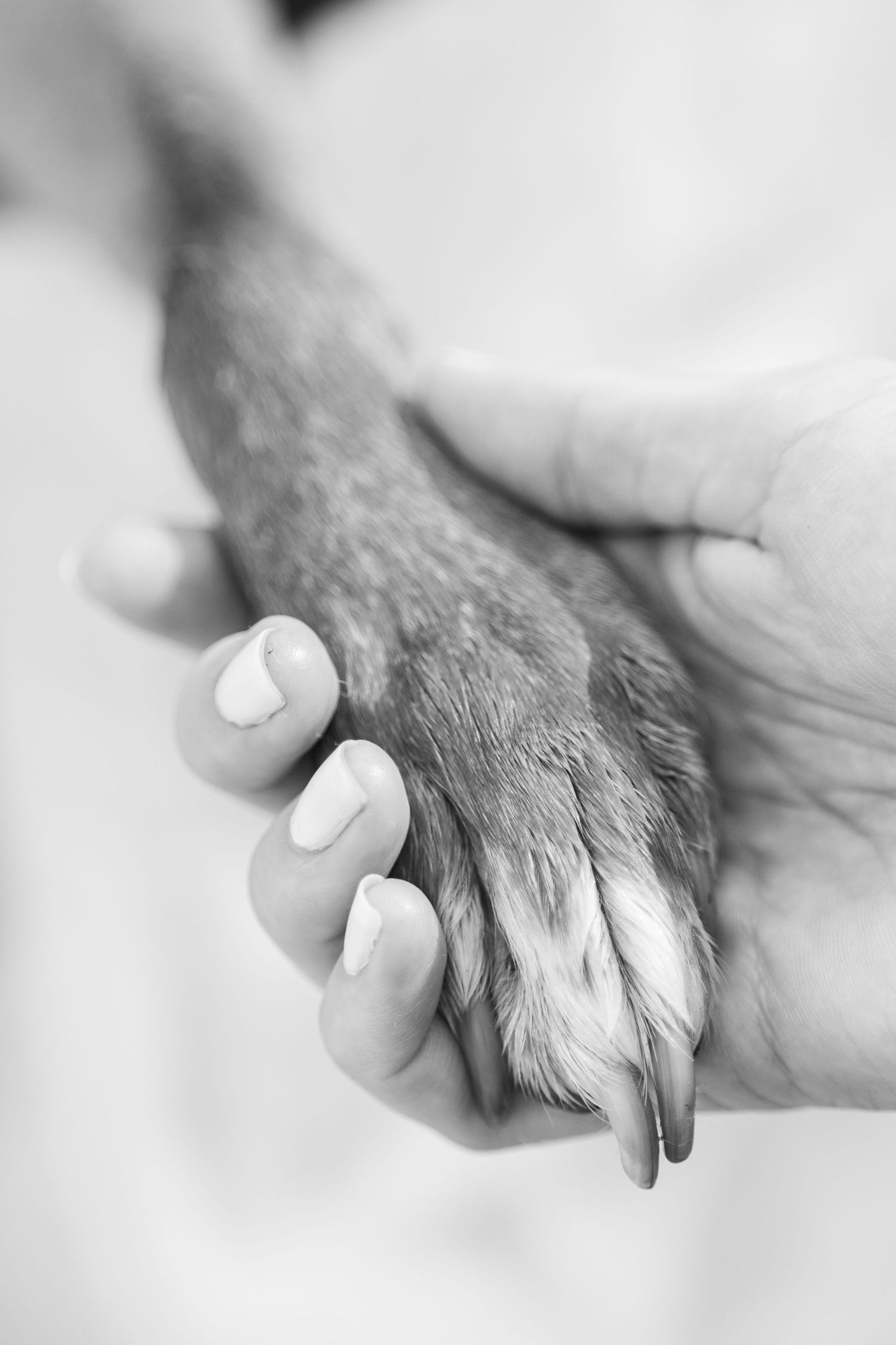 Black and white photo of a human hand gently holding a dog's paw, symbolizing trust and companionship.