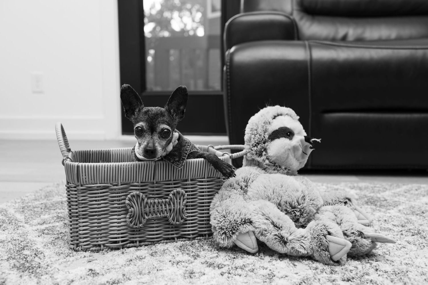 Small dog sitting in a wicker basket beside a stuffed animal toy on a carpet.