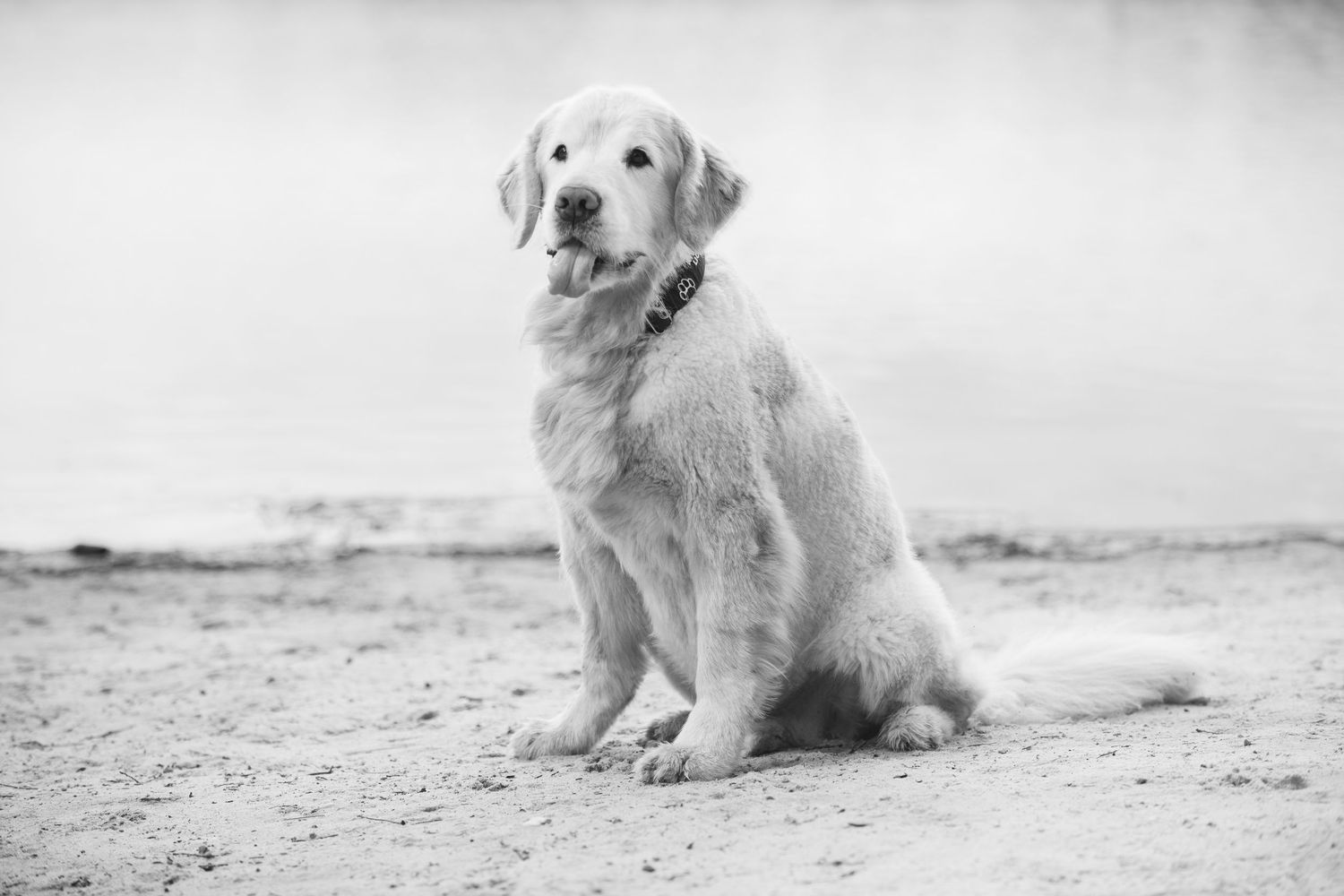 A Golden Retriever dog sits attentively on a beach in black and white photography.