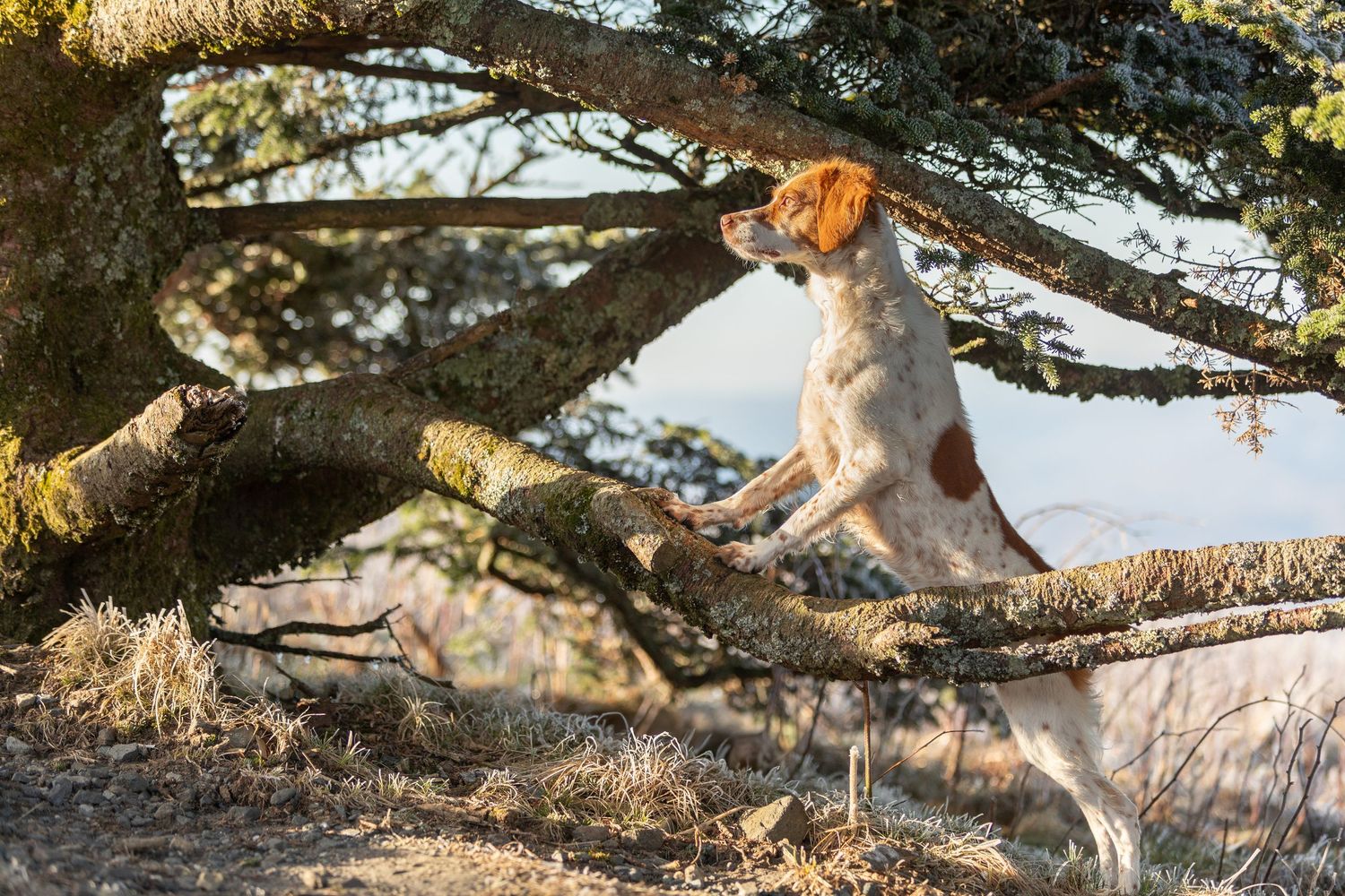 A Brittany Spaniel dog stands on its hind legs against a mossy tree branch in a sunlit outdoor setting.
