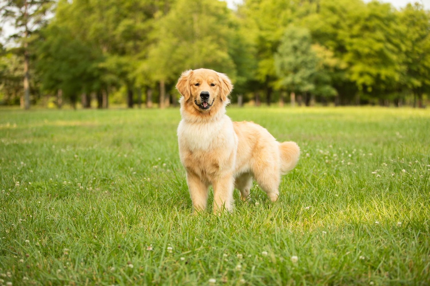 Golden retriever puppy happily running and playing in a lush green grass field on a sunny day.
