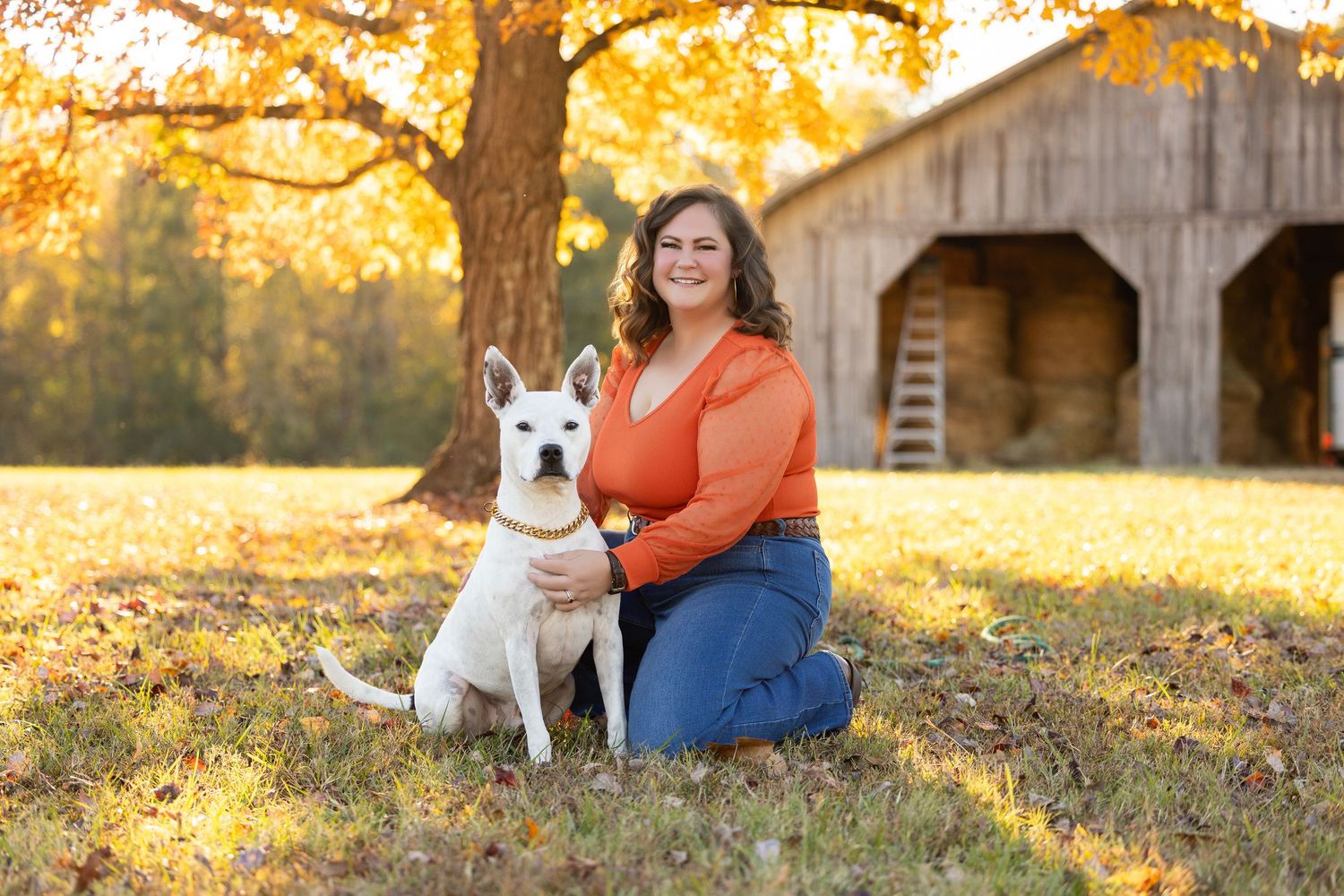 A white dog sits in a grassy field during golden hour with a rustic barn in the background.