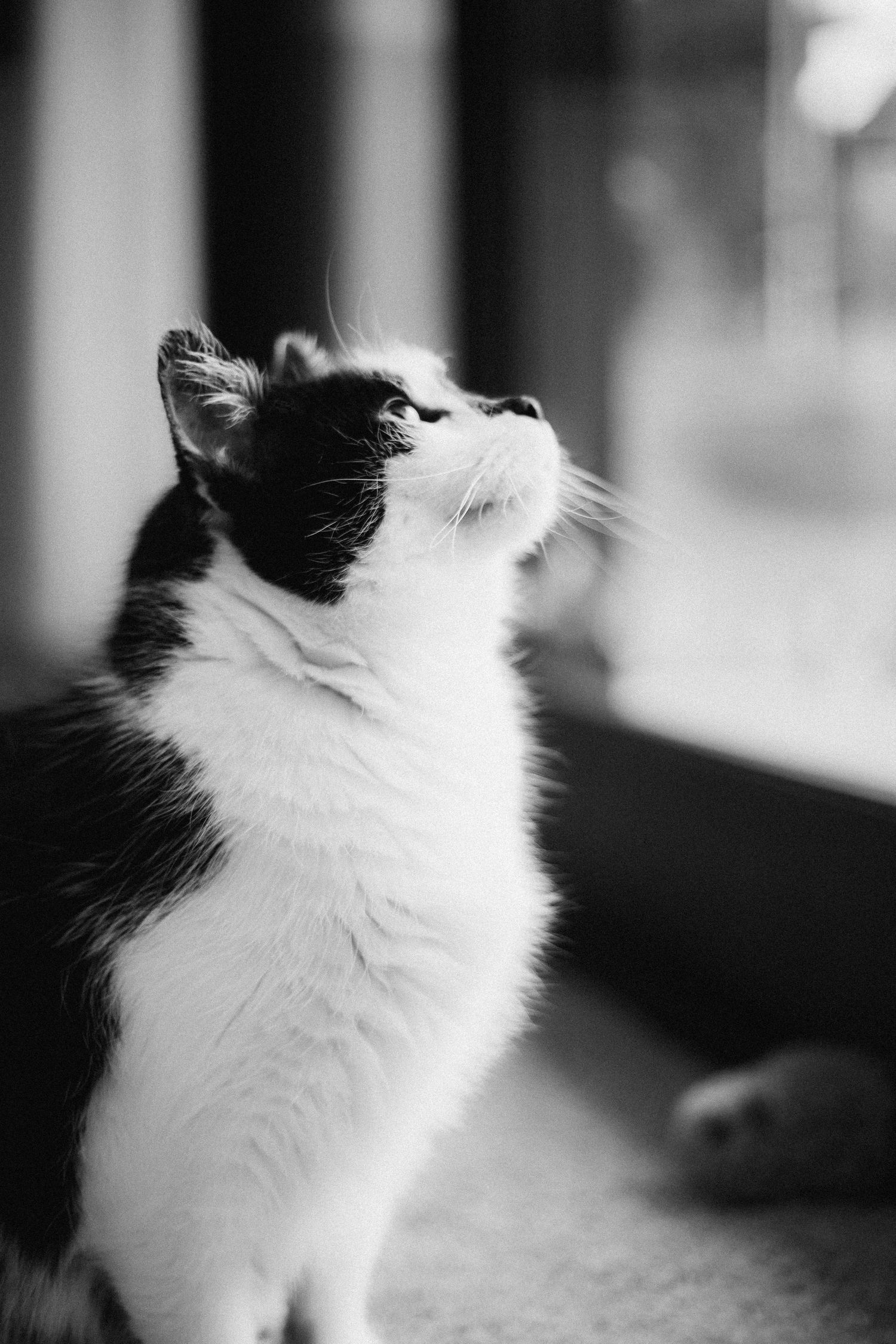 Black and white cat looking upward with a curious expression in monochrome portrait.