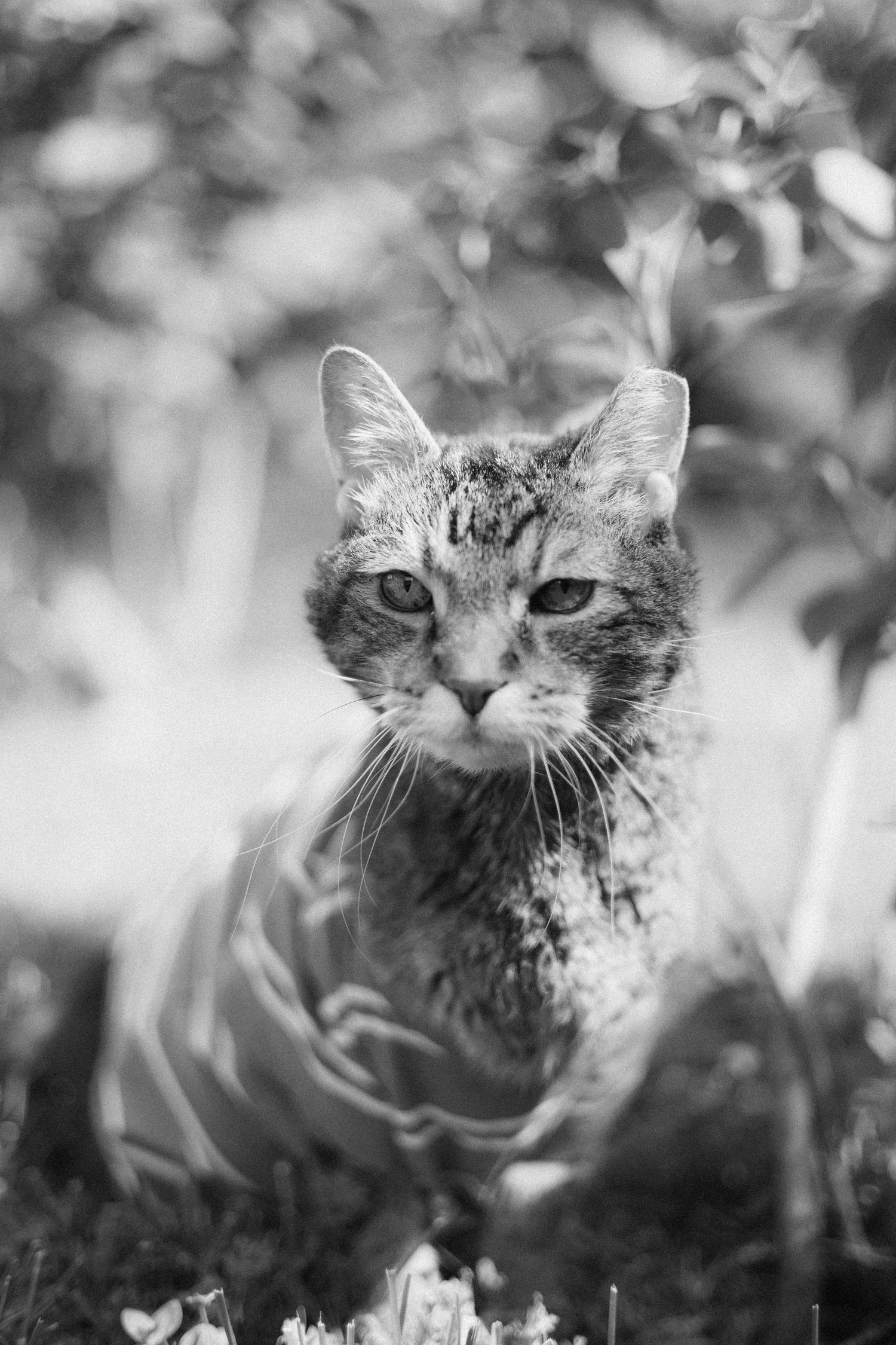 Black and white close-up of a cat peering through foliage.