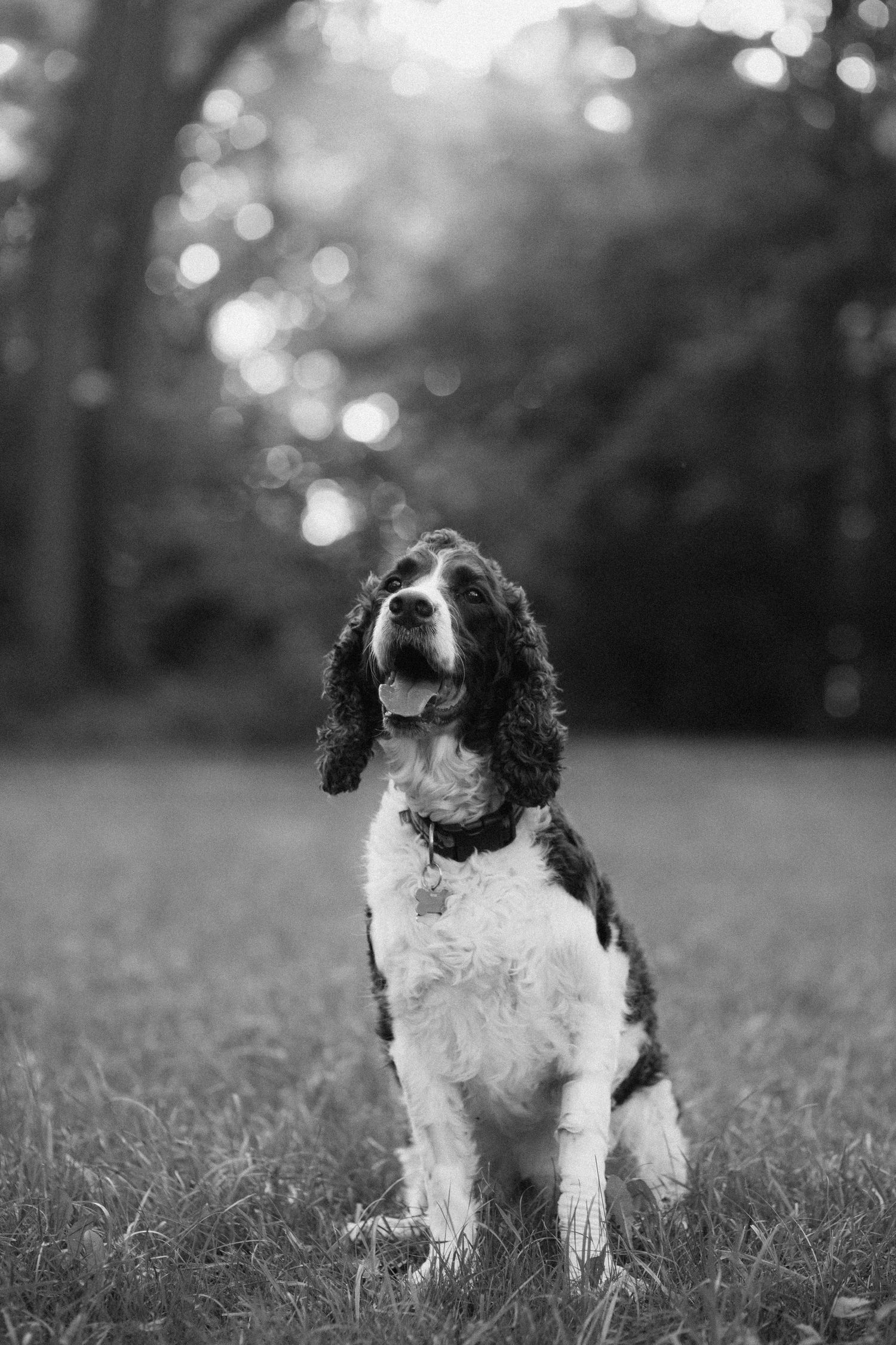 Springer spaniel dog sitting attentively on grass with bokeh background in black and white.