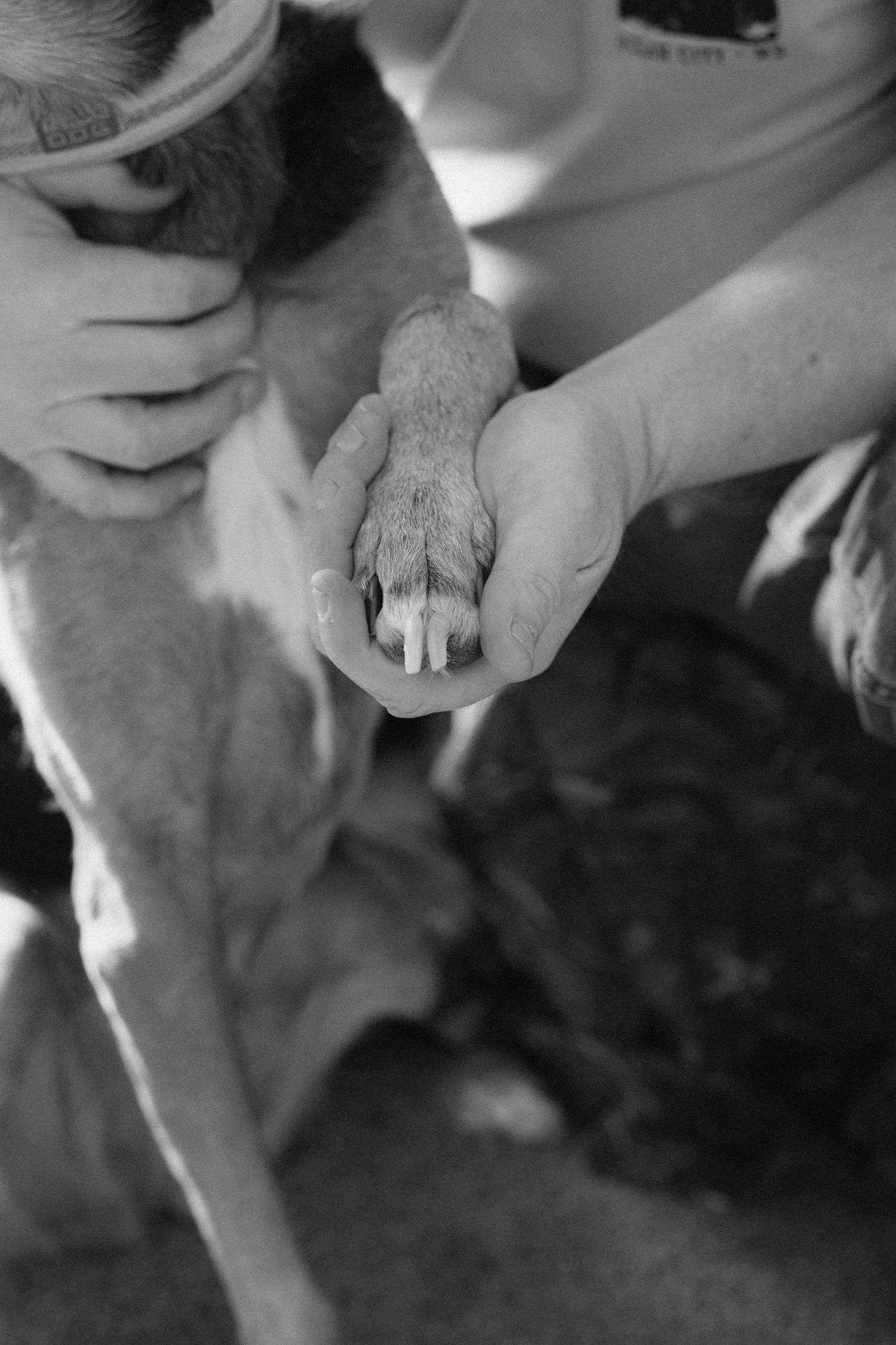 Detailed black and white shots of hands gently petting an animal's fur.