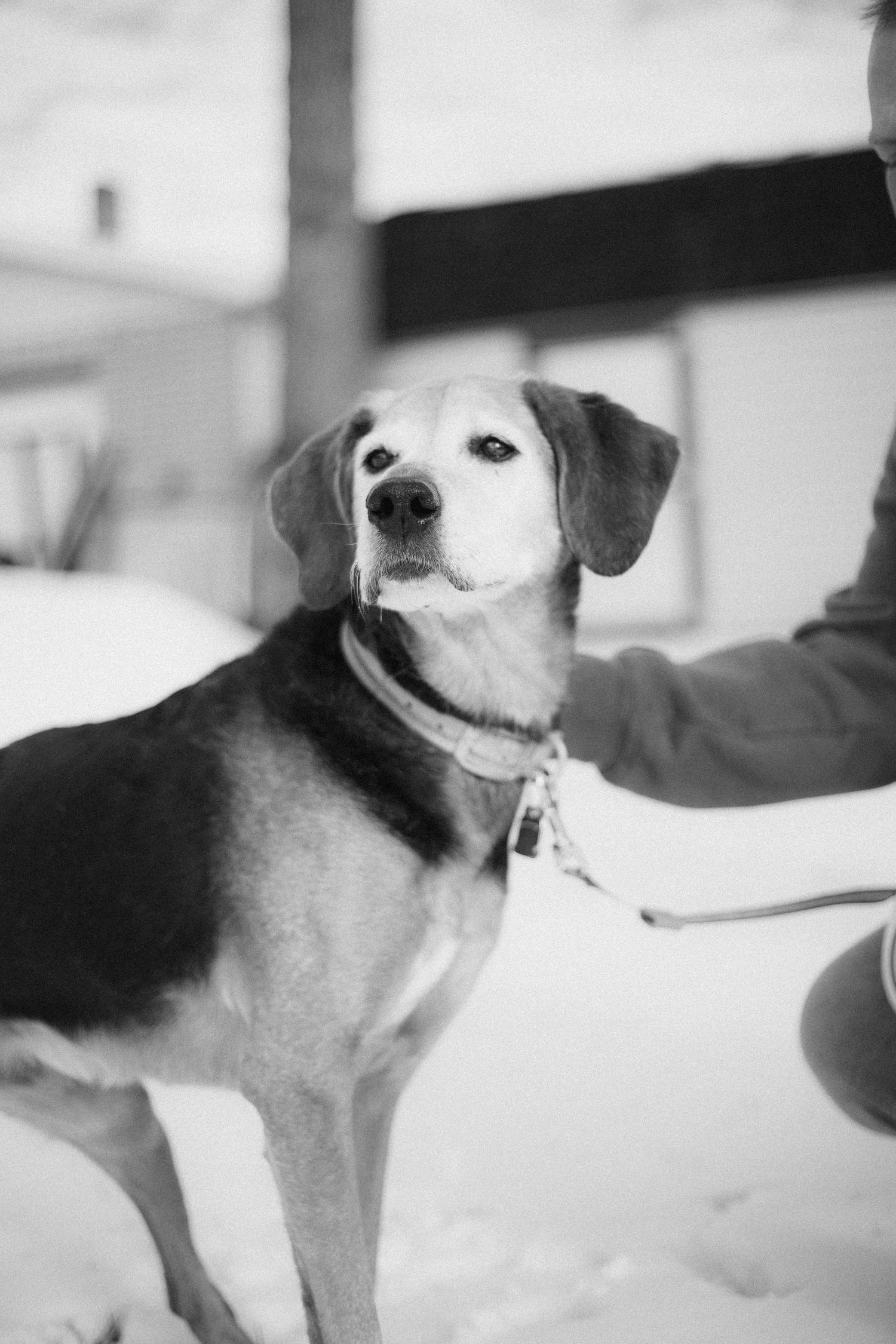 Black and white photo of a beagle dog looking alert and attentive.