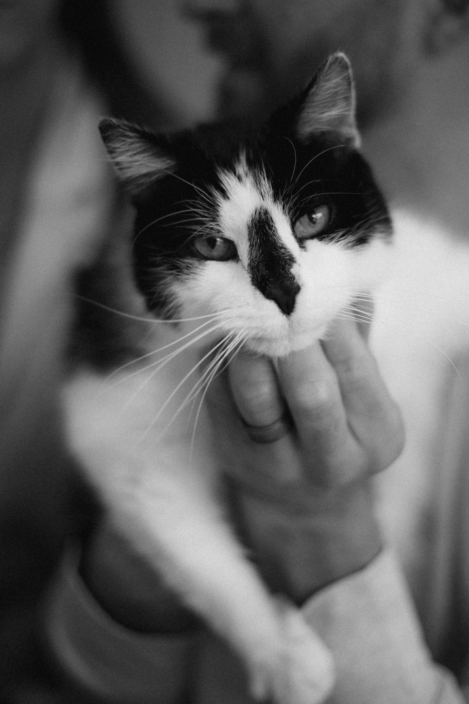 Artistic black and white close-up shots of a black and white cat's face.