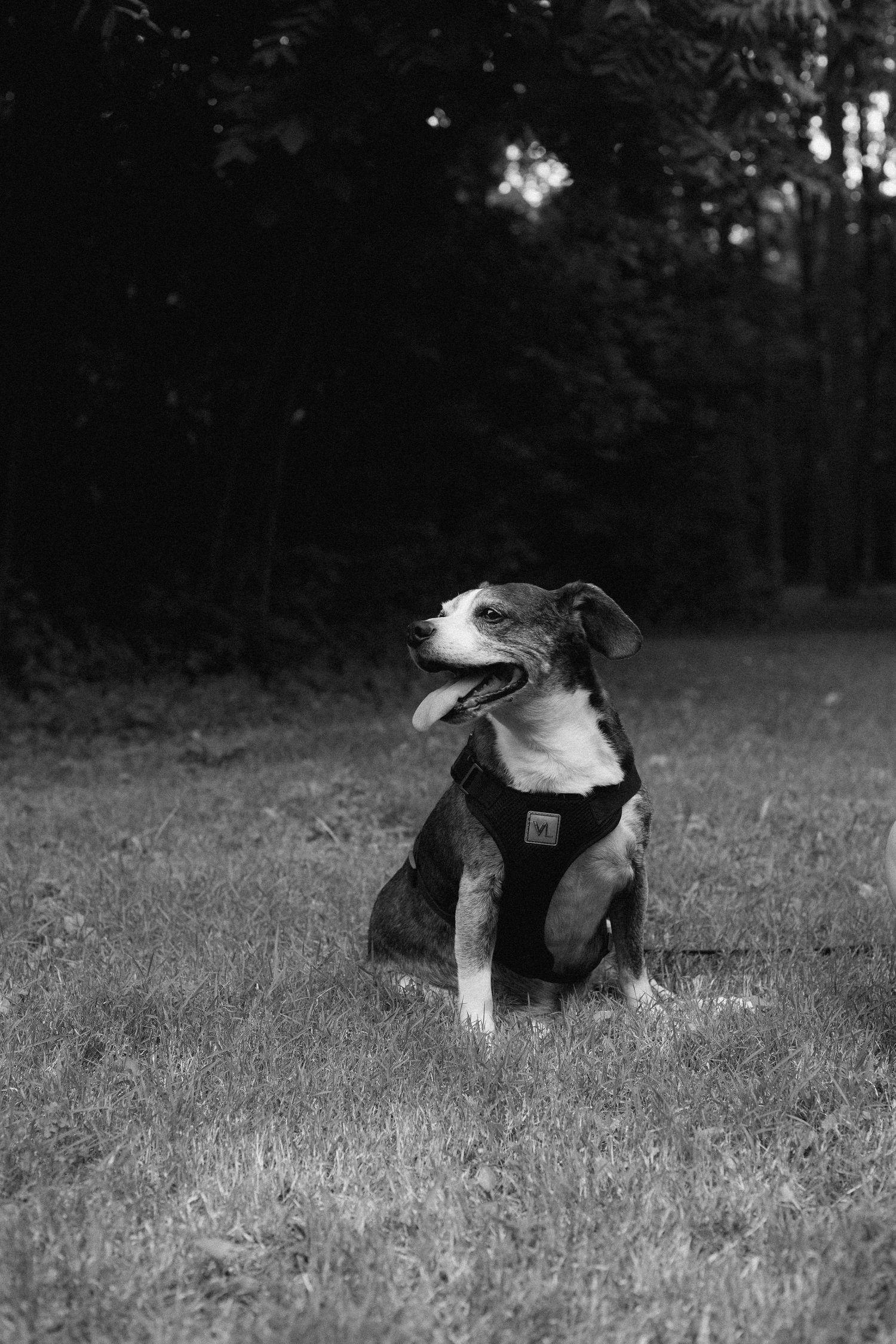 Happy pit bull mix dog sitting in grass with mouth open in black and white portrait.