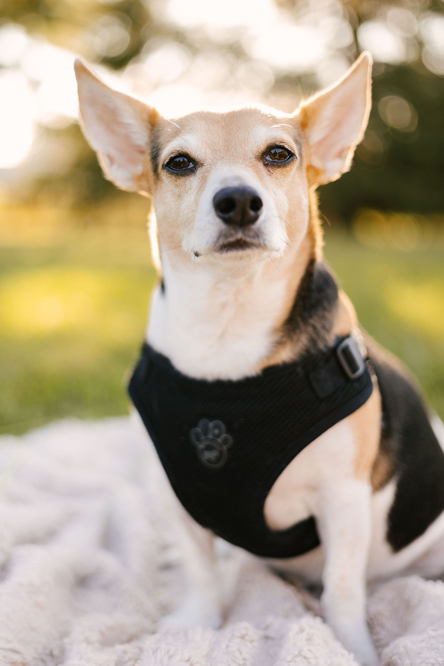 Close-up portrait of a white Chihuahua with distinctive pointed ears wearing a black neck accessory.