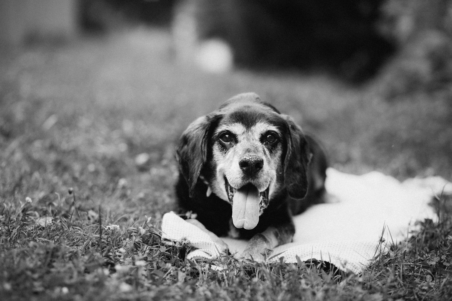 Black and white portrait of a dog resting peacefully on grass.