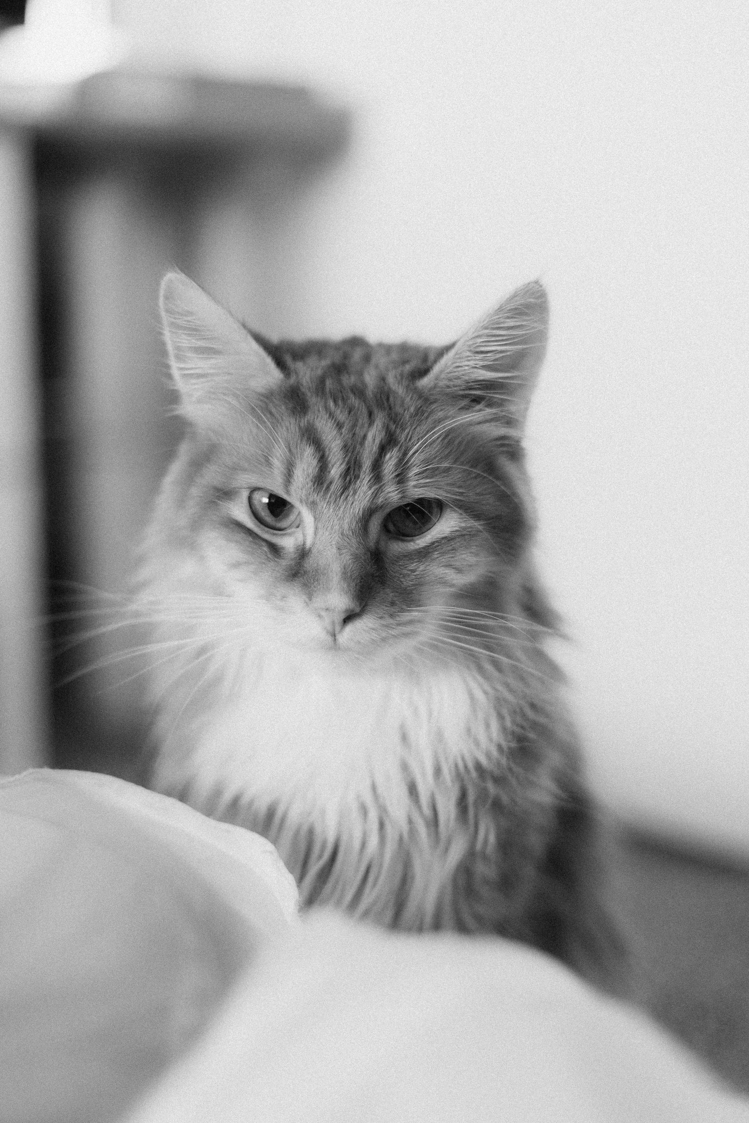 Close-up portraits of a long-haired cat with expressive eyes in black and white.