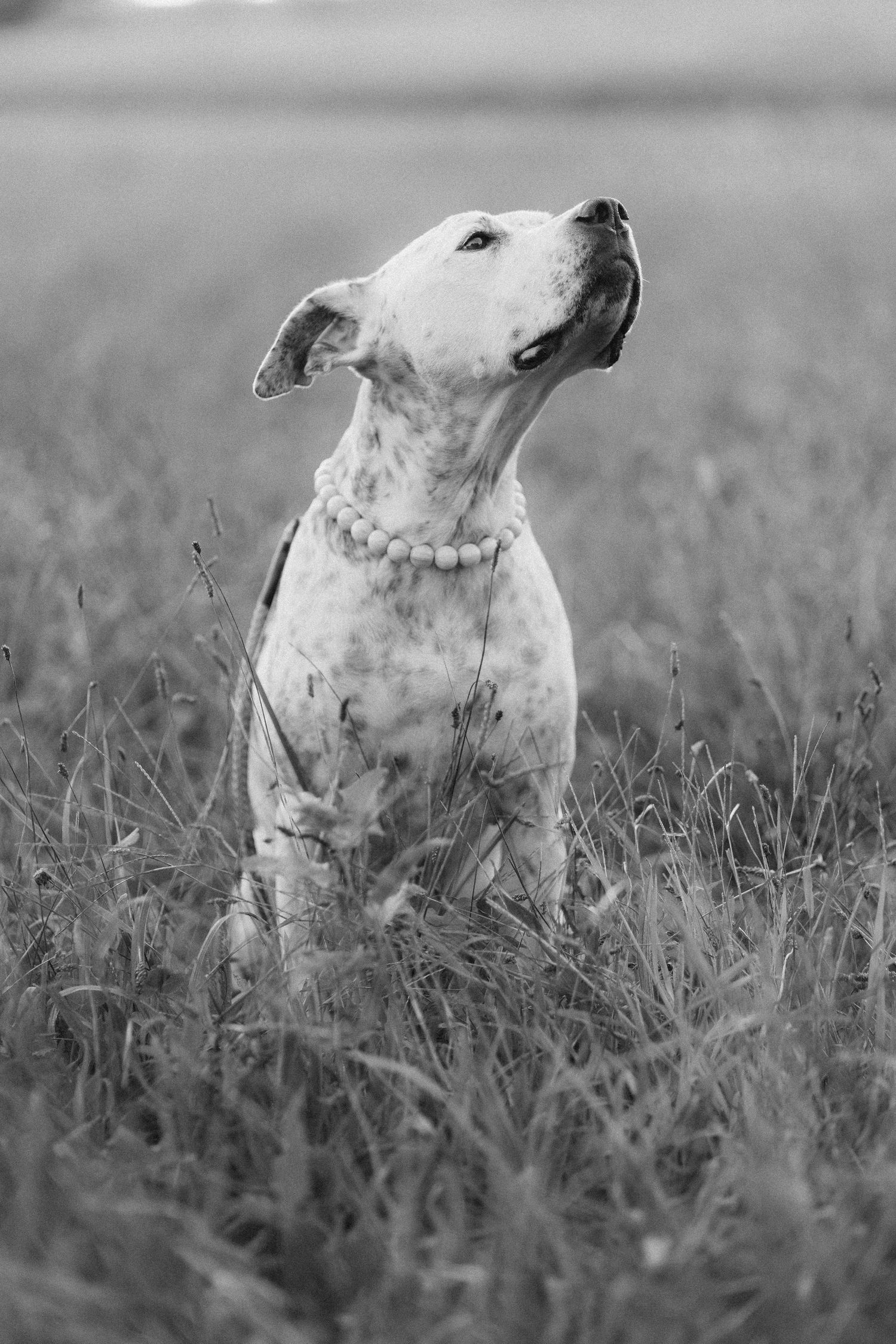 Portrait of a spotted dog looking skyward while sitting in tall grass.
