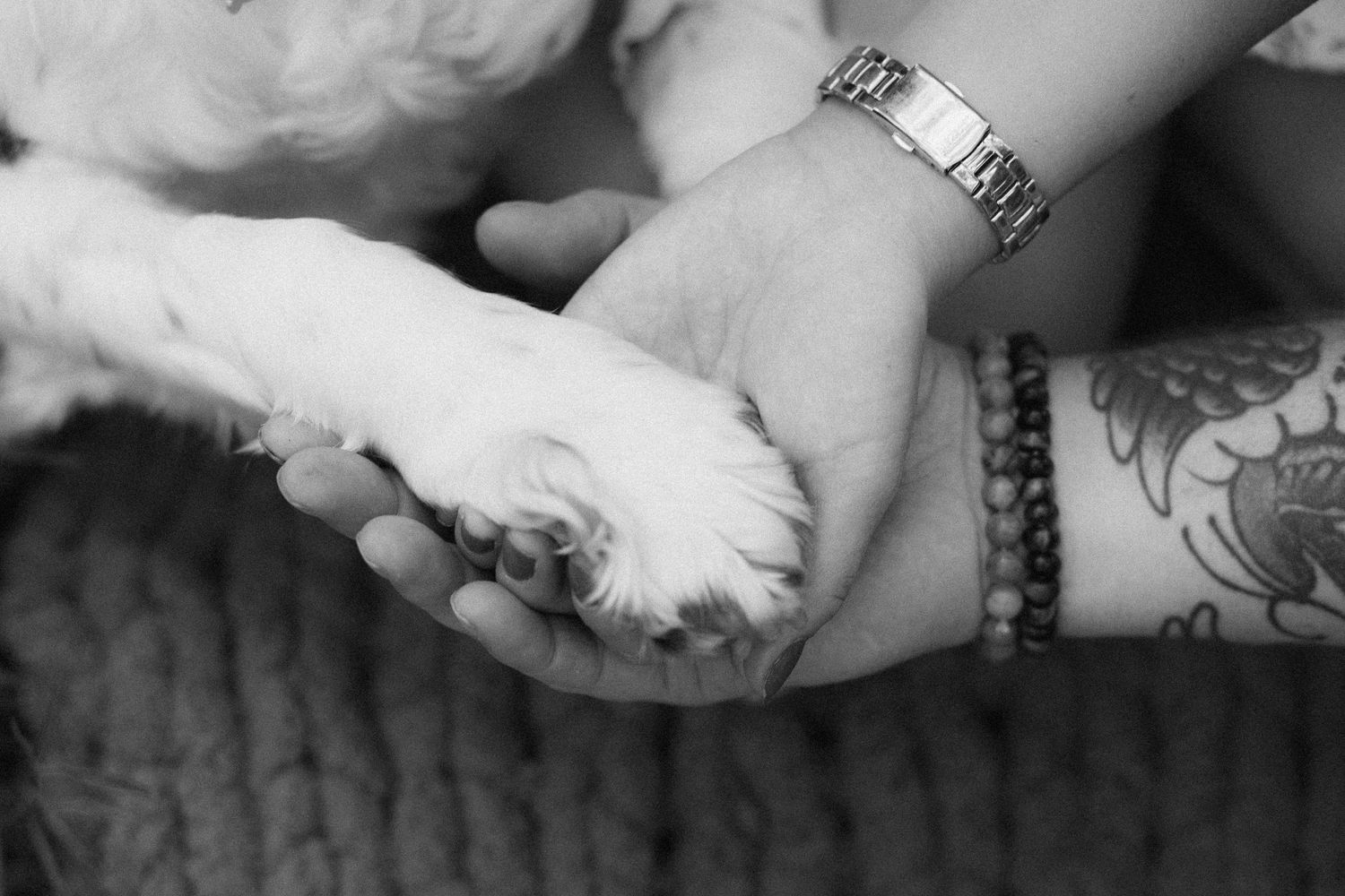 Close-up of hands gently holding a dog's paw with tattoo and jewelry visible.