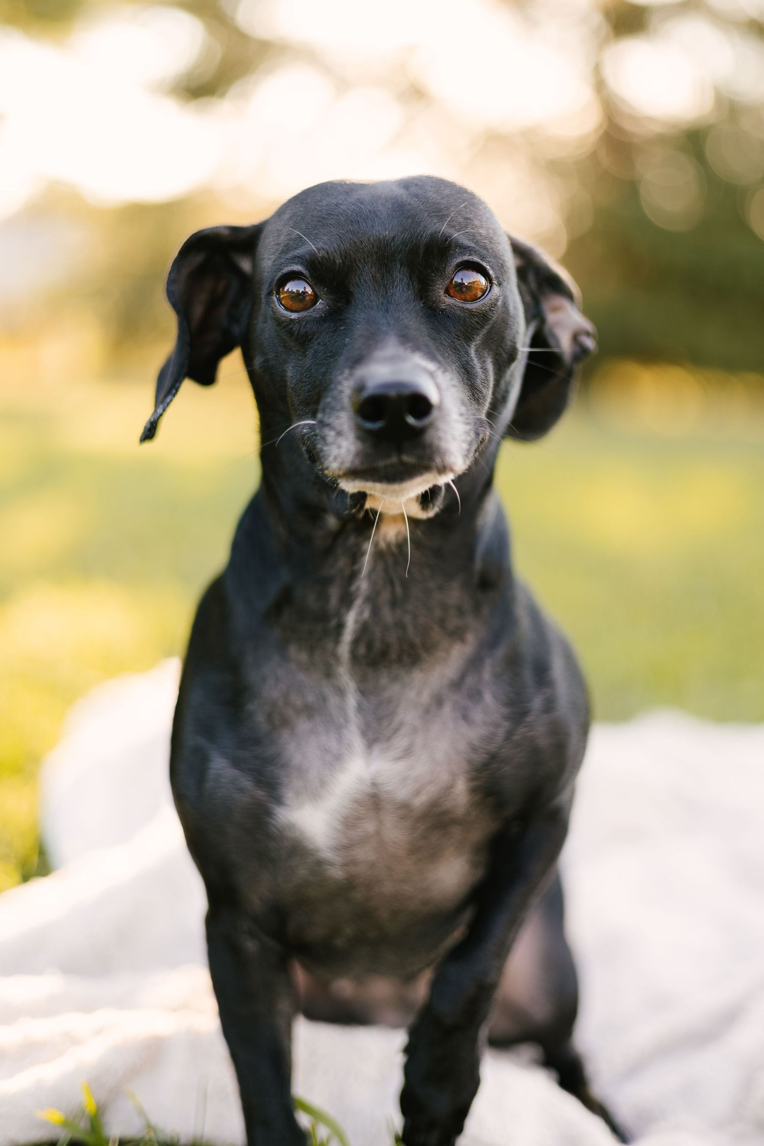 Black Chihuahua mix dog sitting outdoors with focused expression and pointed ears.