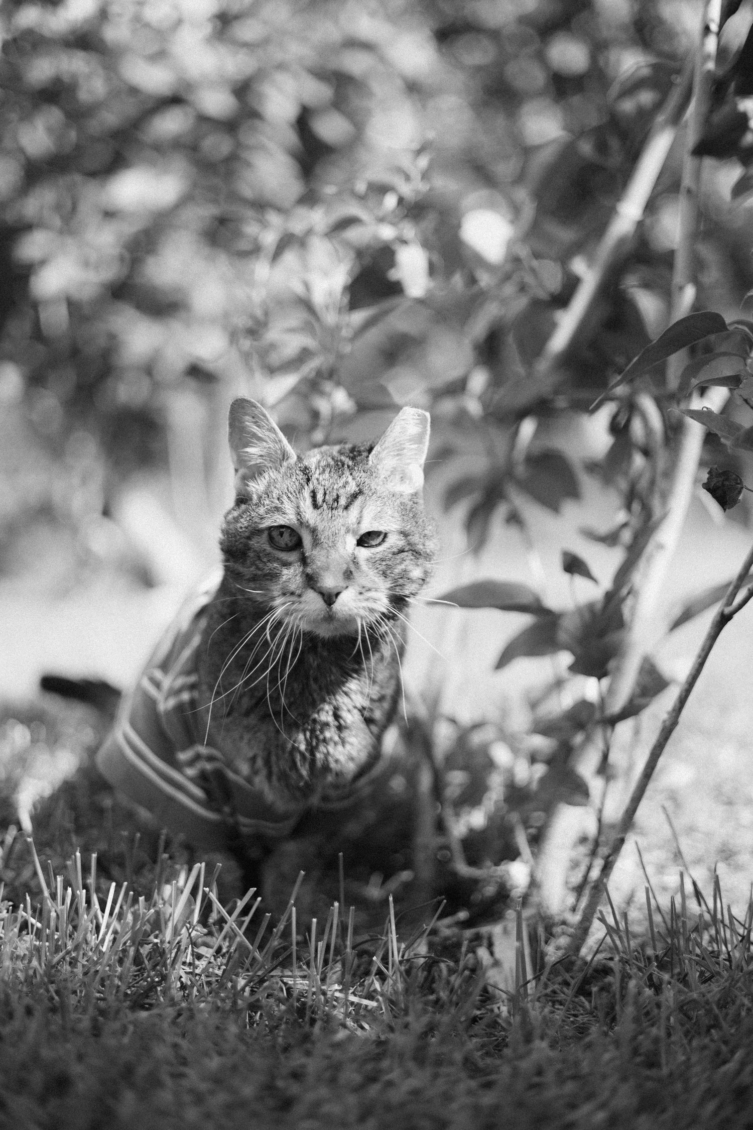 A cat explores outdoors in a garden setting captured in black and white photography.