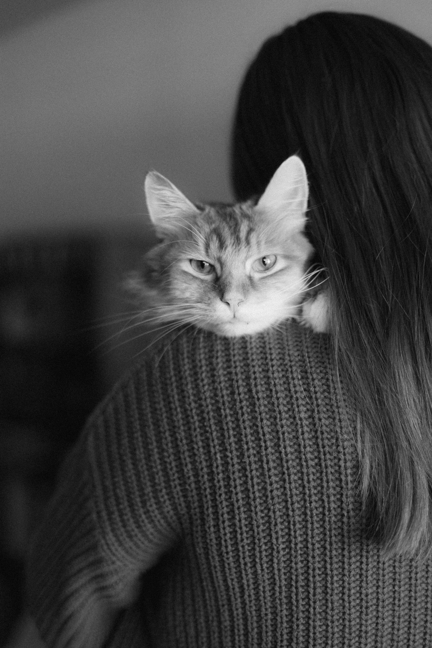 A fluffy cat peeks over a shoulder wearing a knit sweater in black and white portraits.