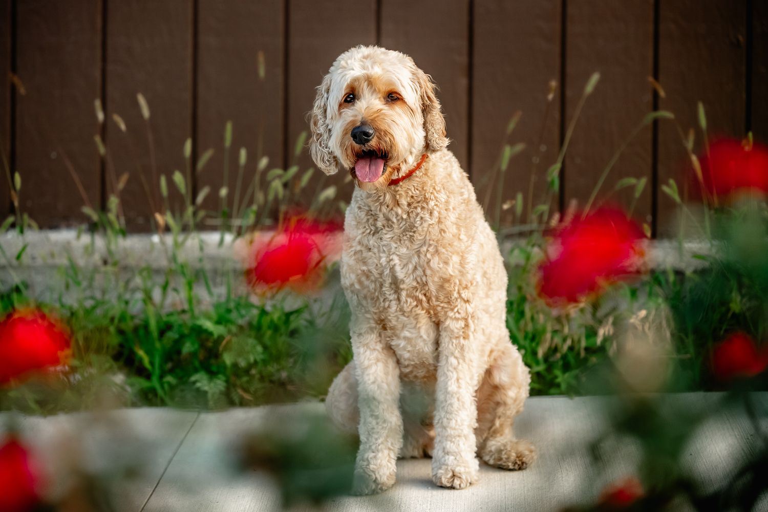 A goldendoodle sits on path surrounded by red flowers and green foliage with tongue out in Downtown Danville with Sara House Photography.