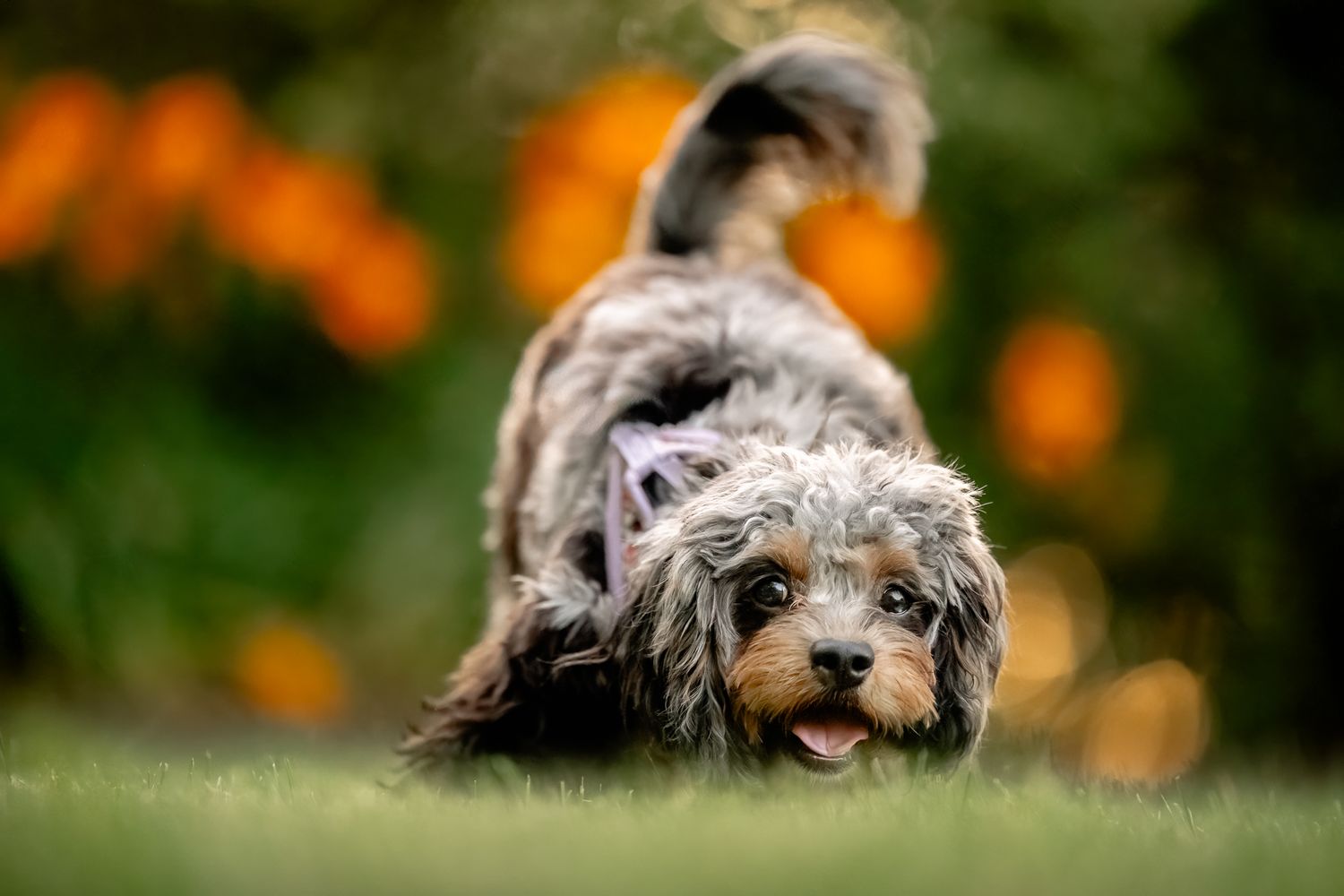Fluffy Cavapoo puppy playing in green grass with colorful bokeh flowers in background during photoshoot in Plainfield, Indiana.