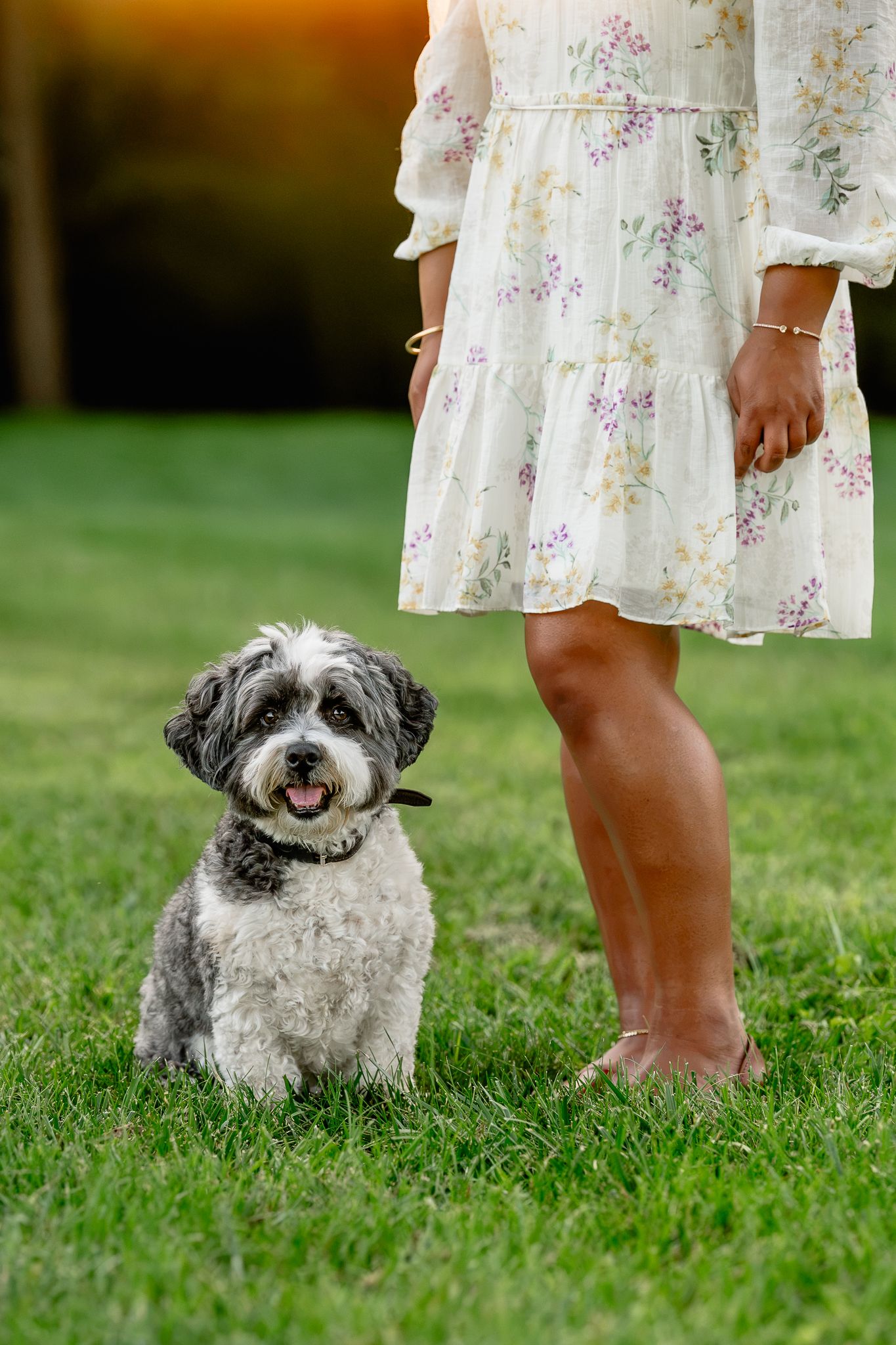 A cute gray and white mini bernedoodle sits on grass beside a woman in a white floral dress at sunset during dog photoshoot in Plainfield.