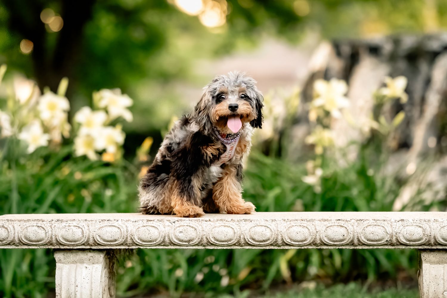 Adorable Cavapoo puppy sitting on stone bench surrounded by white daffodils in garden during dog photo session in Plainfield, Indiana.