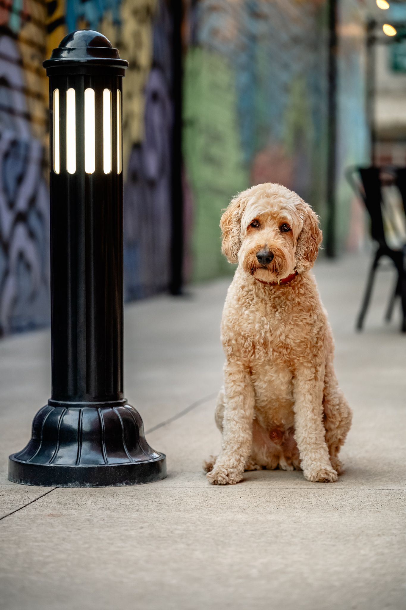 A goldendoodle sits beside a black outdoor lamp post with colorful graffiti wall in the background in downtown Danville, Indiana.