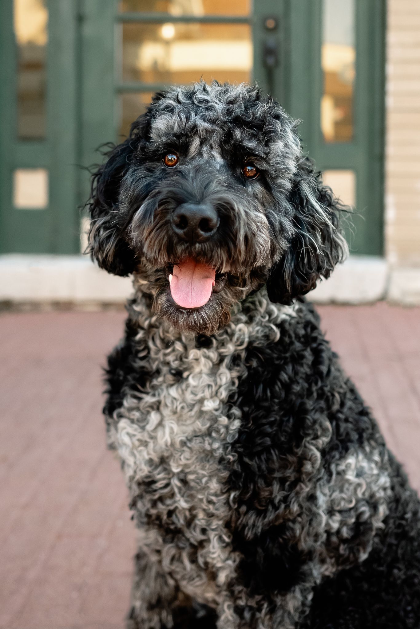 Black and gray curly-haired Bernedoodle/Labradoodle mix dog sitting outdoors with tongue out, in front of a green door.