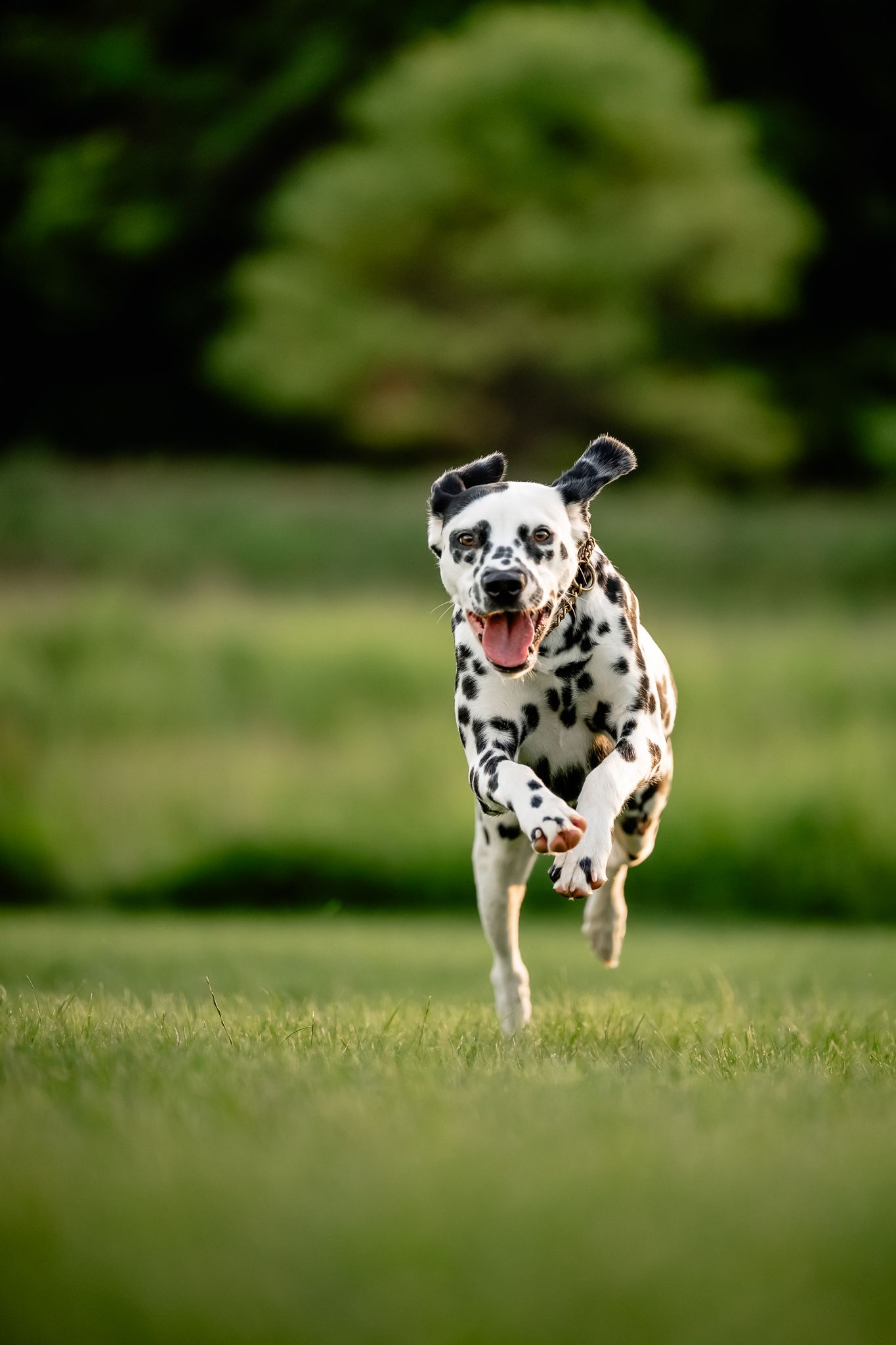 An energetic Dalmatian dog running through green grass with mouth open, ears flying, captured mid-stride outdoors.