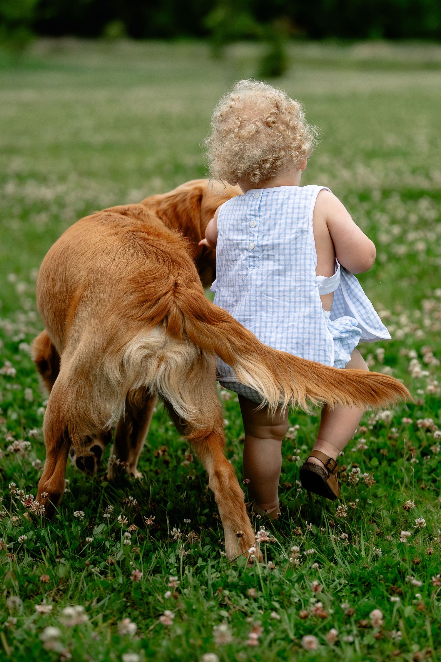 A curly-haired toddler in a blue outfit walks with golden retriever through a clover field in Hendricks County.