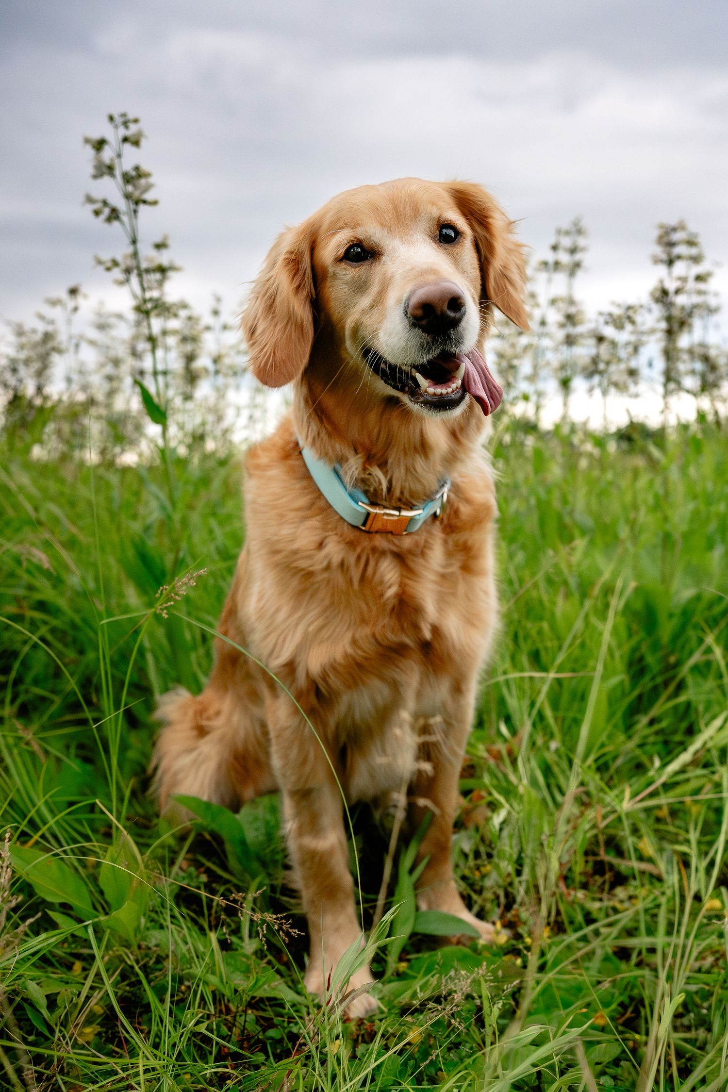 A happy Golden Retriever dog sitting in tall green grass wearing a blue collar with tongue out on a cloudy day in Hendricks County.