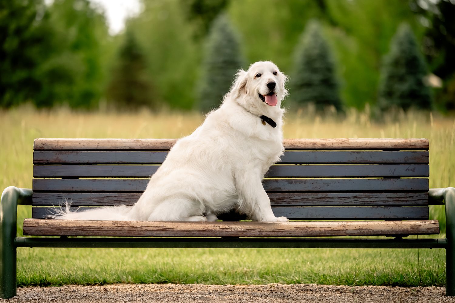 A large fluffy white Great Pyrenees dog sitting on a wooden park bench with green trees in the background.