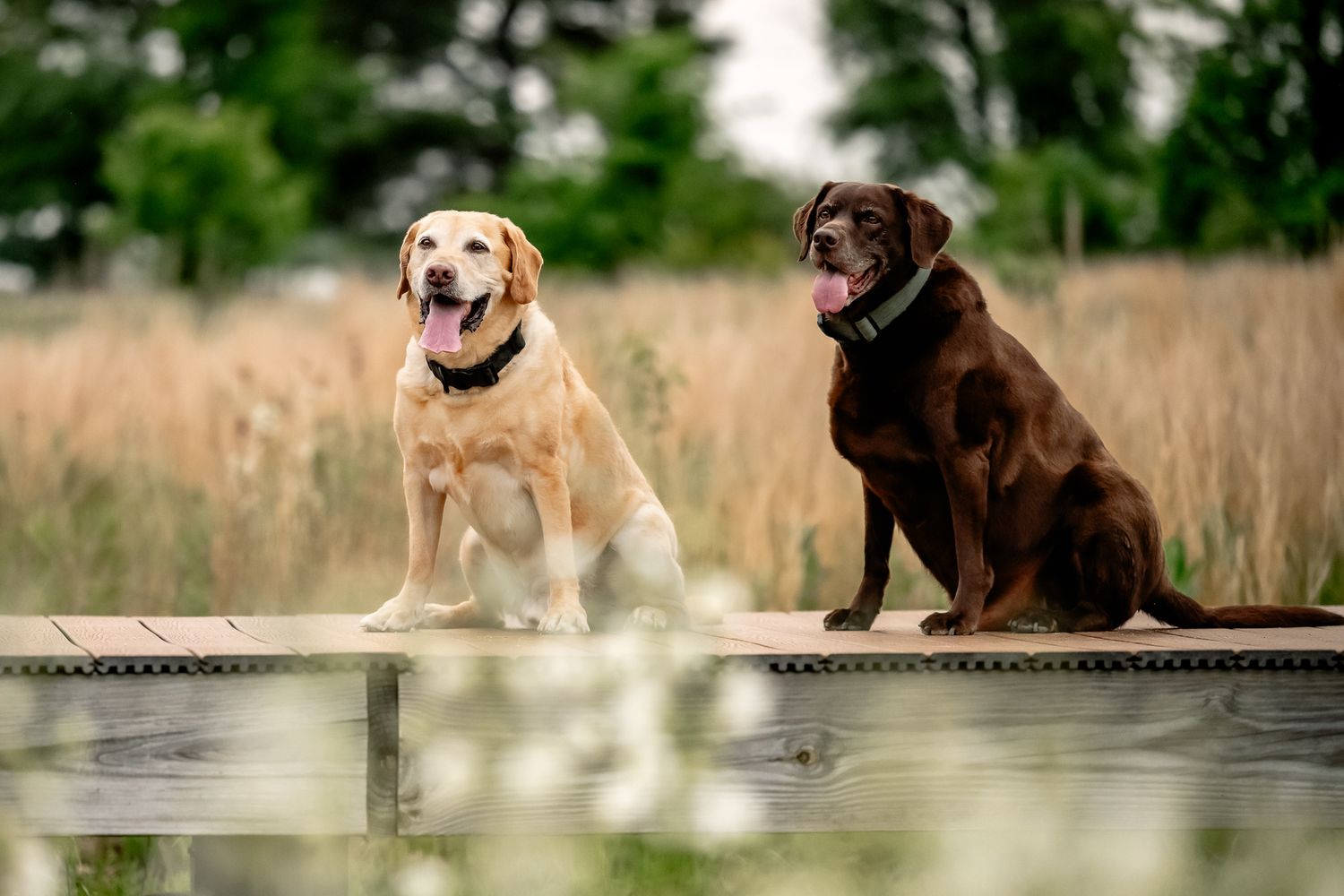 Two Labrador Retrievers, one yellow and one chocolate, sit side by side on a wooden dock surrounded by tall grass.