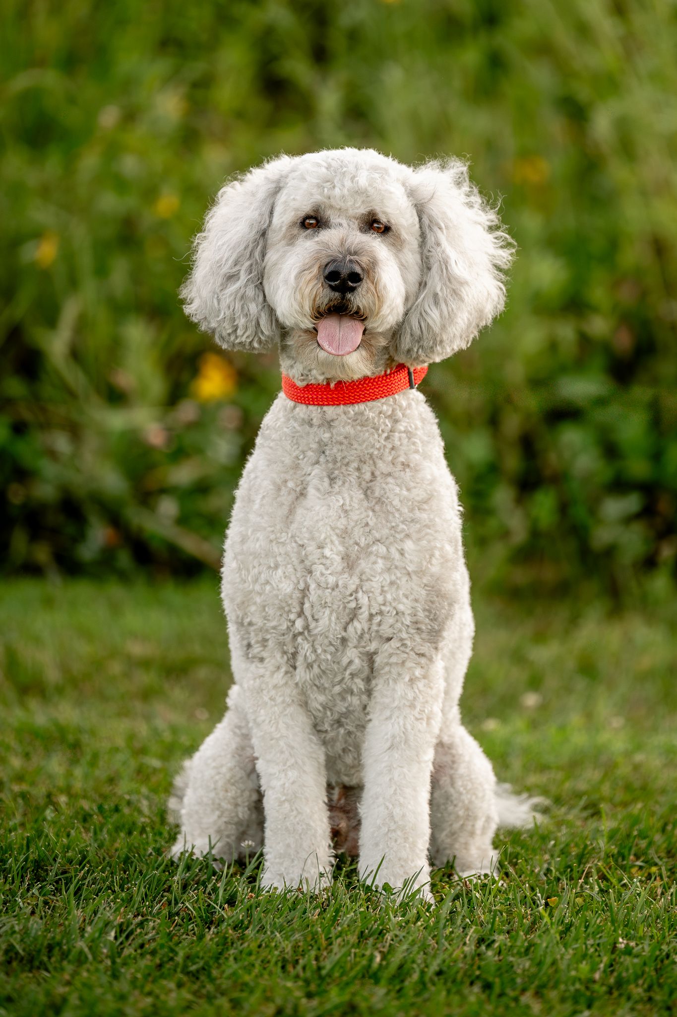 White fluffy Sheepadoodle dog sitting on green grass wearing orange collar with tongue out during dog photoshoot with Sara House in Danville