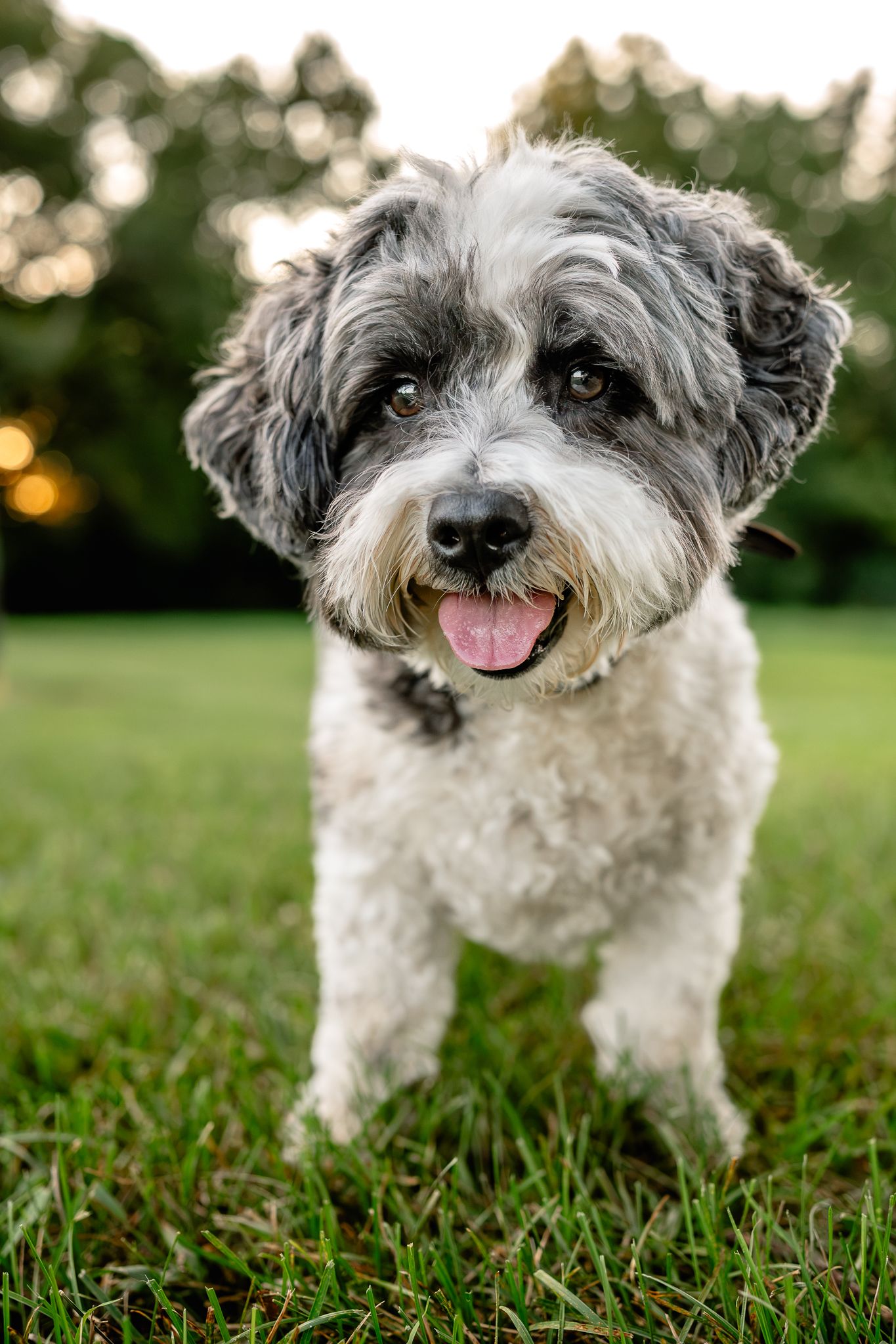 A fluffy white and gray dog sits on grass with tongue out, smiling at camera in a Plainfield, Indiana, park with Sara House Photography.