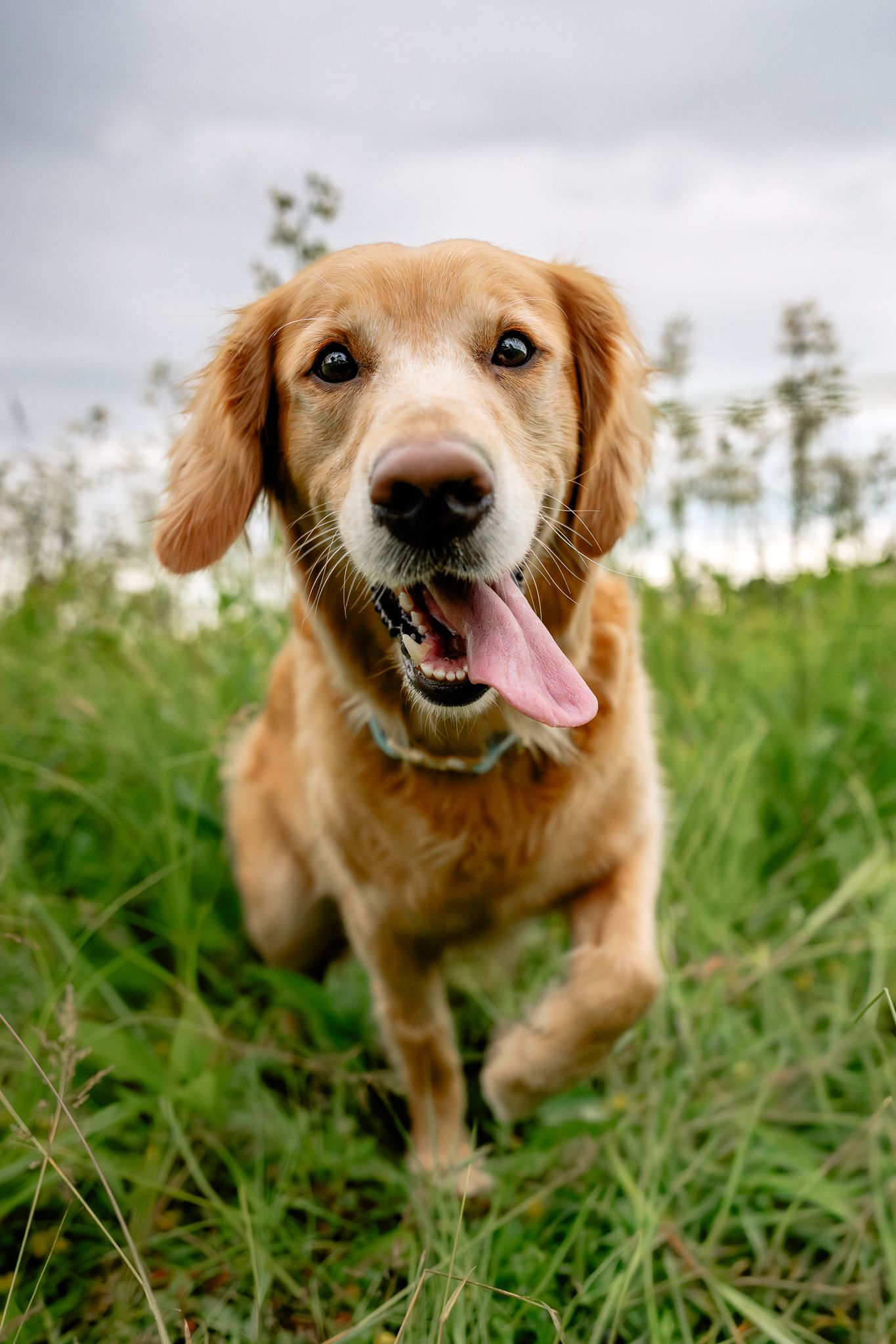 A happy golden retriever dog with tongue out runs through green grass field under cloudy sky.
