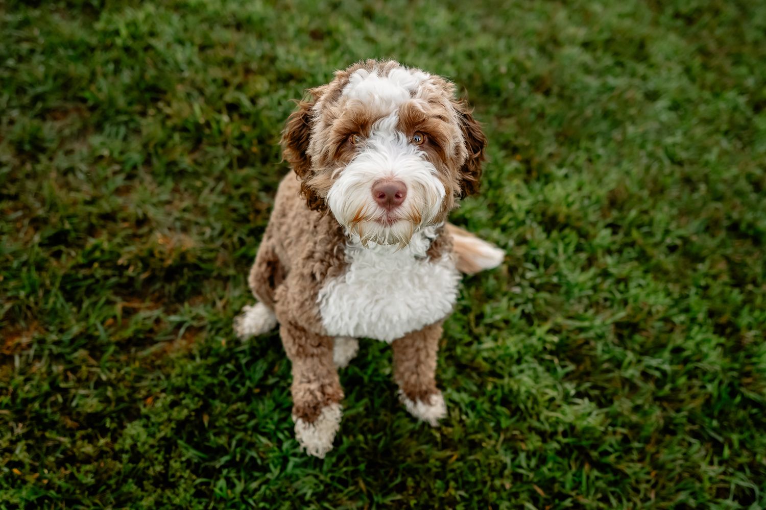 Adorable brown and white Australian Labradoodle dog sitting on green grass looking up at camera.