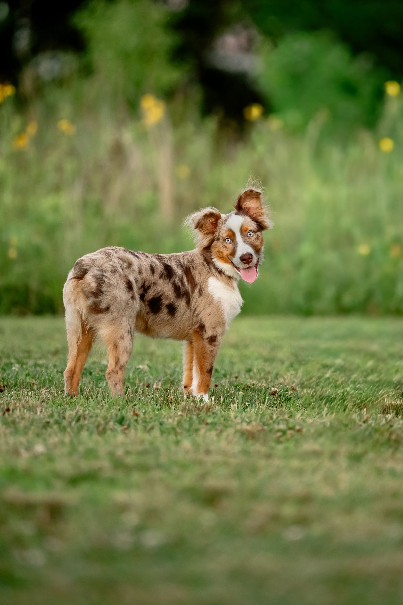 Mini Australian Shepherd puppy on green grass, tongue out, showing colorful coat and blue eyes during session with Sara House Photography.