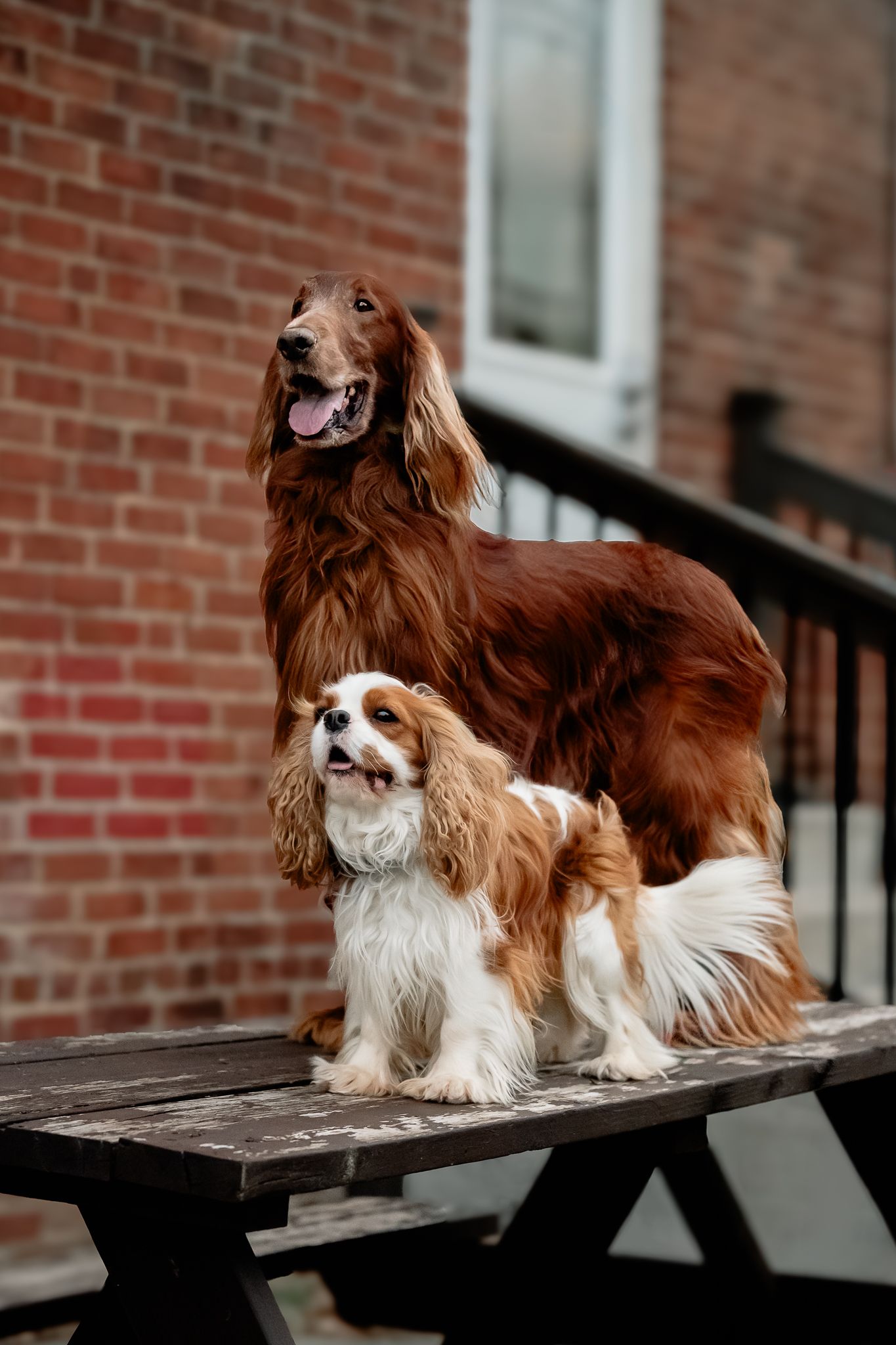 Two dogs, an Irish Setter and a Cavalier King Charles Spaniel, pose together on a wooden picnic table outdoors during photoshoot.